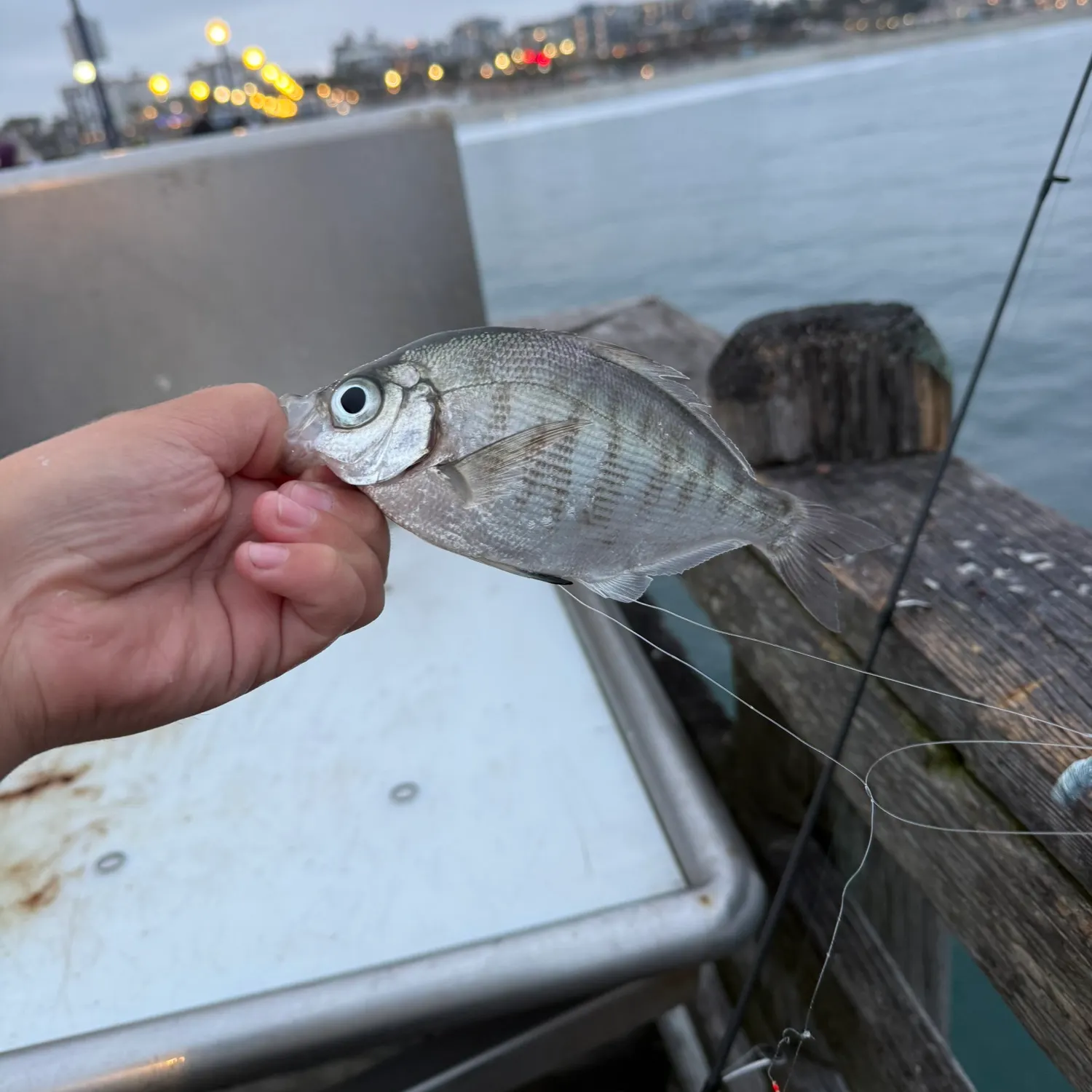 The most recent Walleye surfperch catches on Fishbrain
