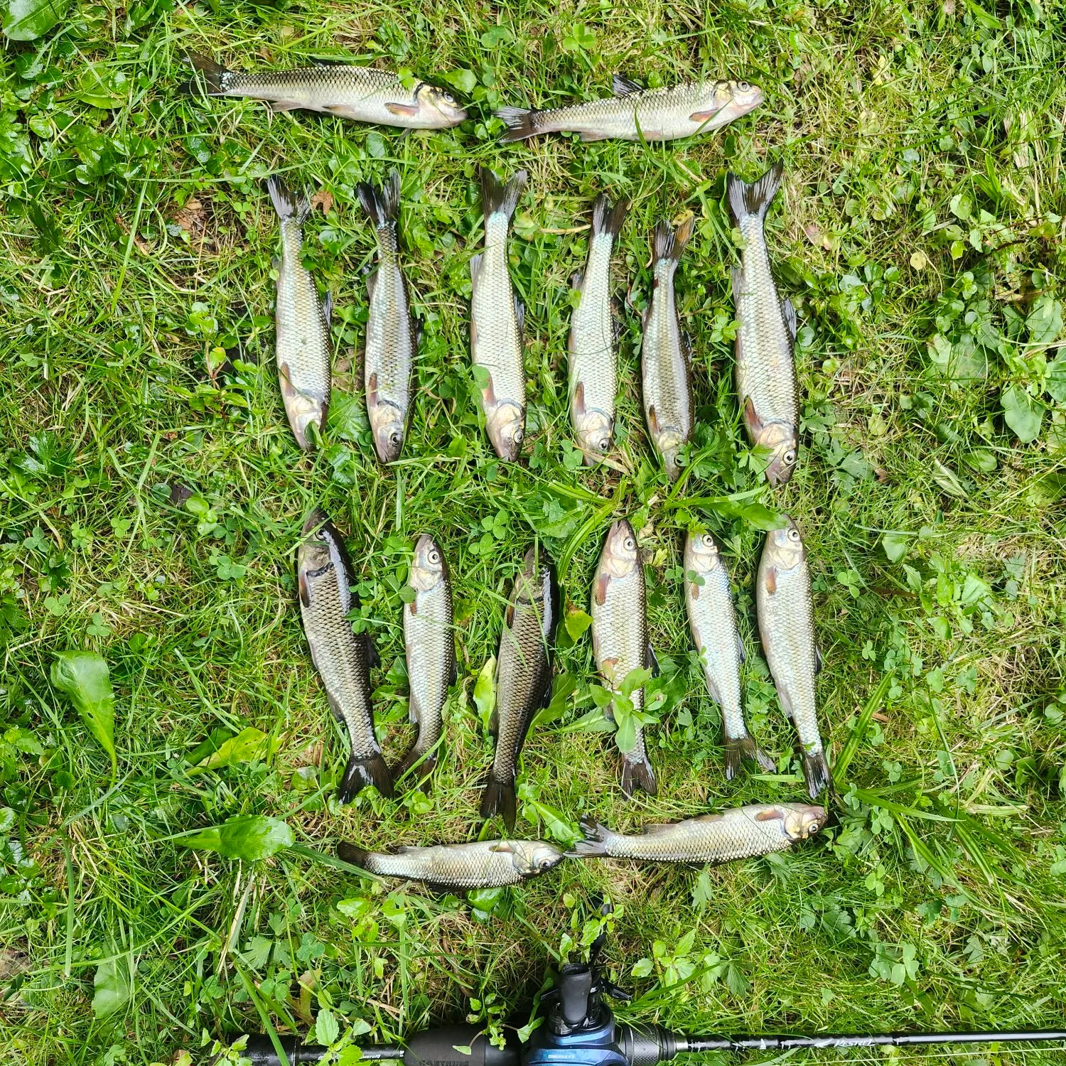 Fallfish caught on Fishbrain