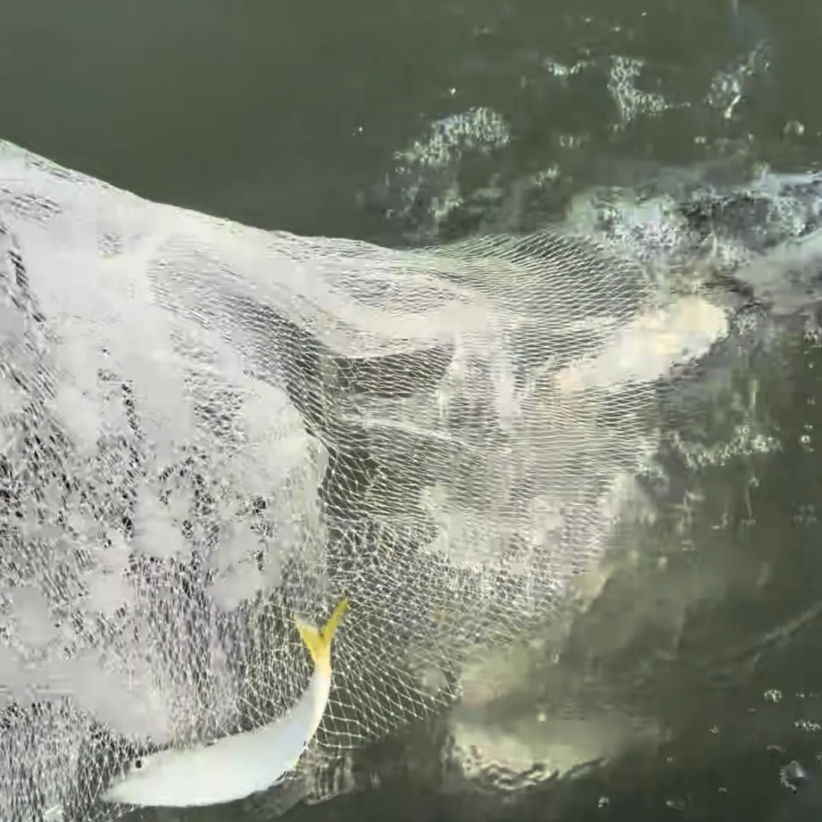 The most recent Yellowfin menhaden catches on Fishbrain