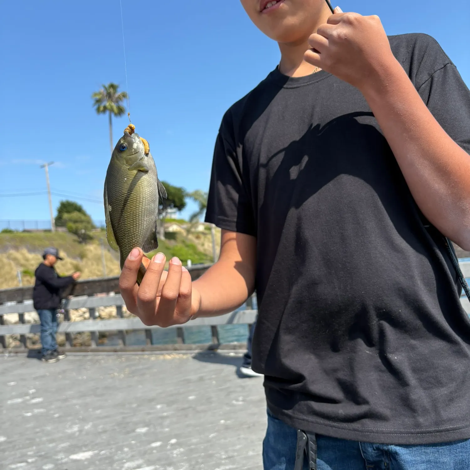 The most recent Opaleye catches on Fishbrain