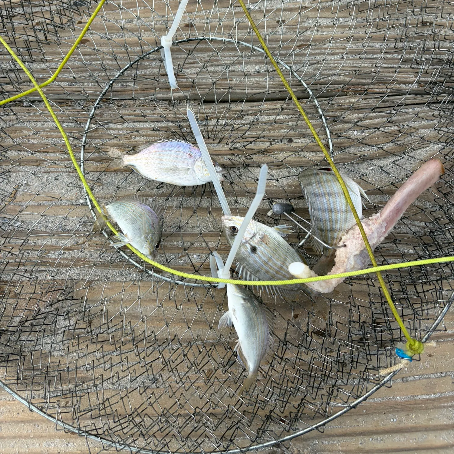 Fish caught on Fishbrain