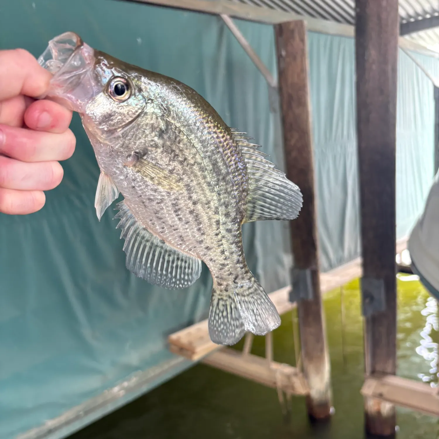 White crappie caught on Fishbrain