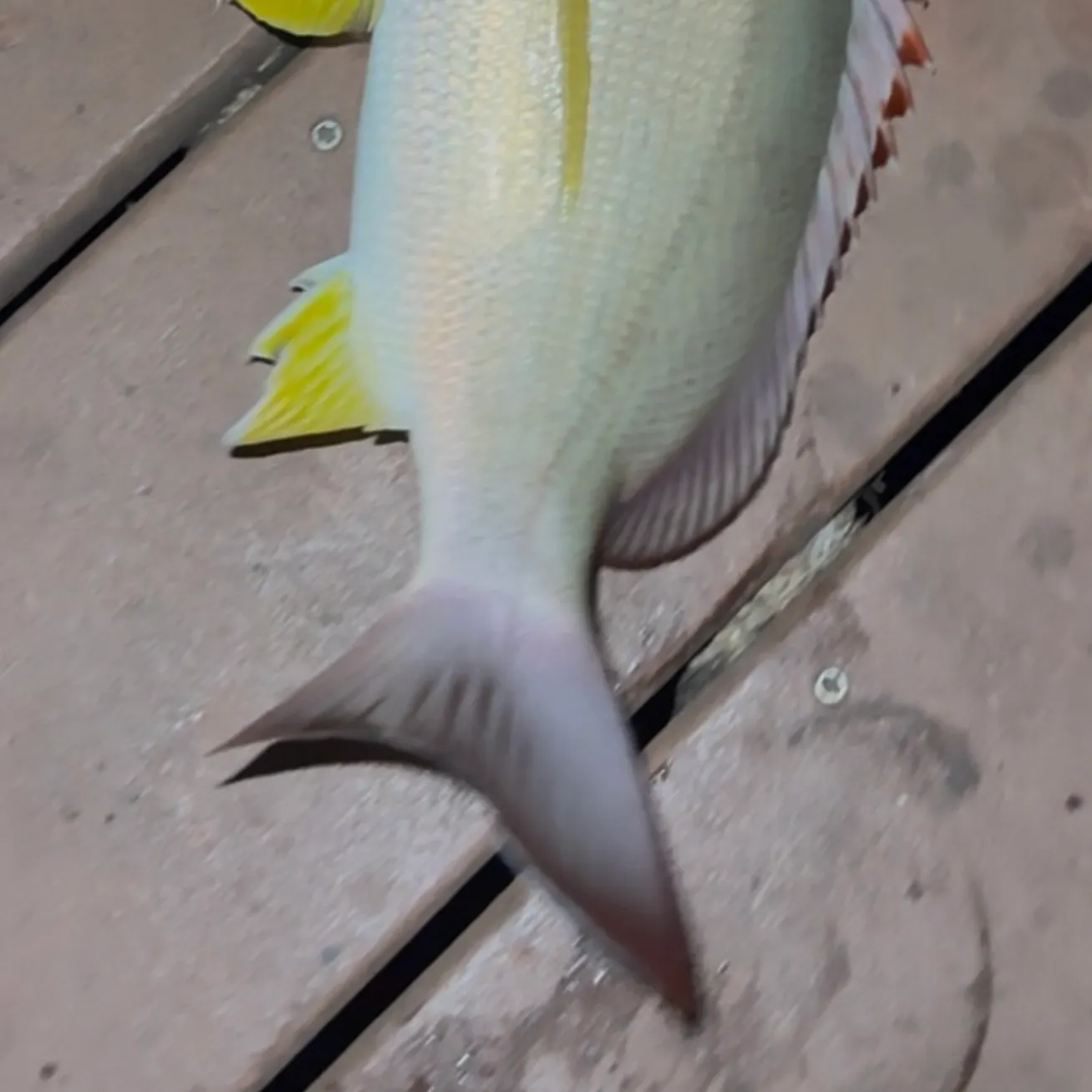 The most recent Yellow goatfish catches on Fishbrain