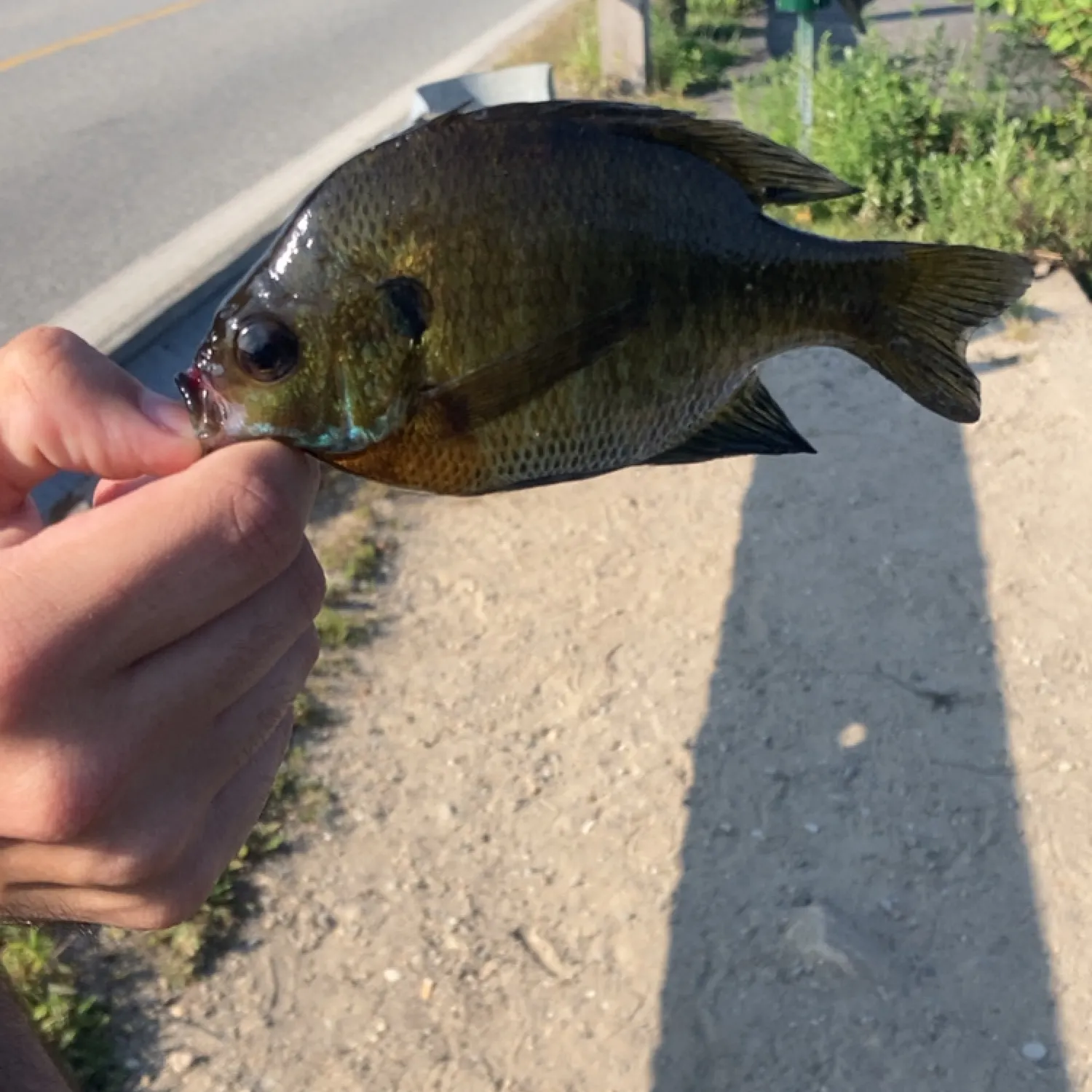 catch