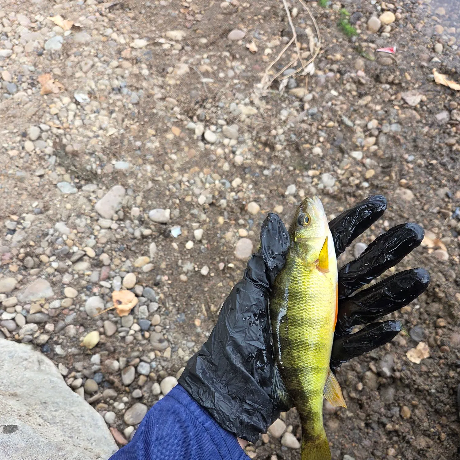 Yellow perch caught on Fishbrain