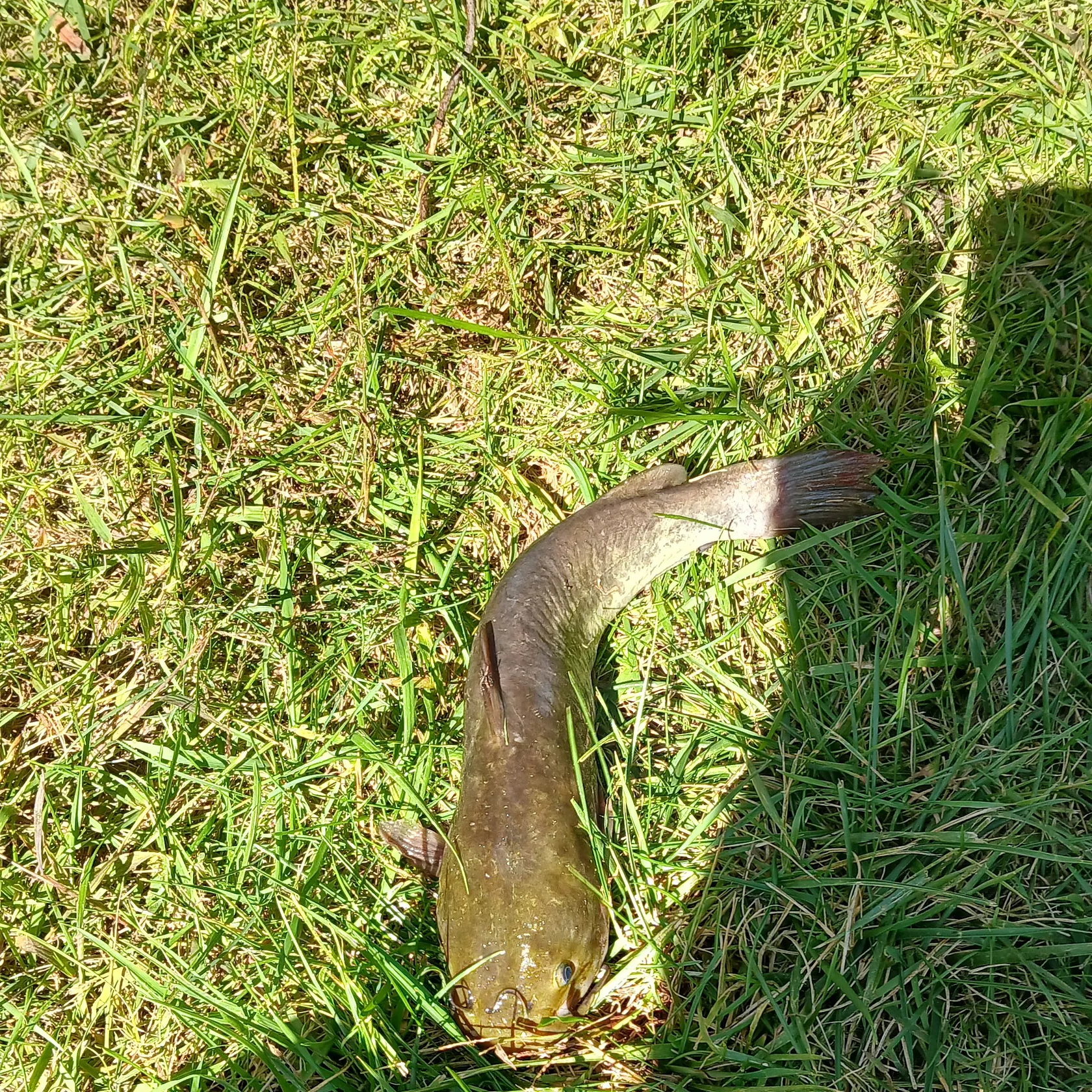 Brown bullhead caught on Fishbrain
