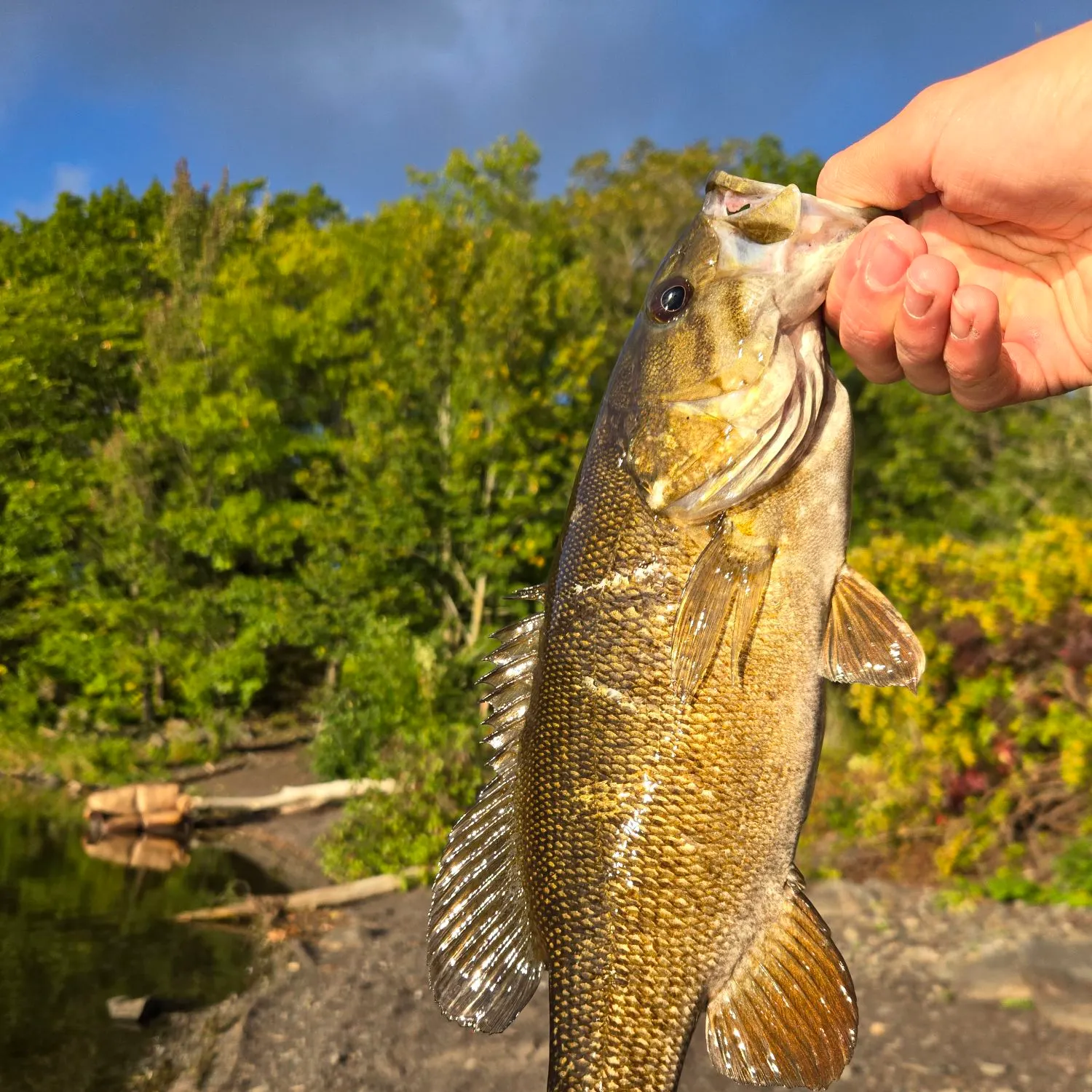 Smallmouth bass caught on Fishbrain