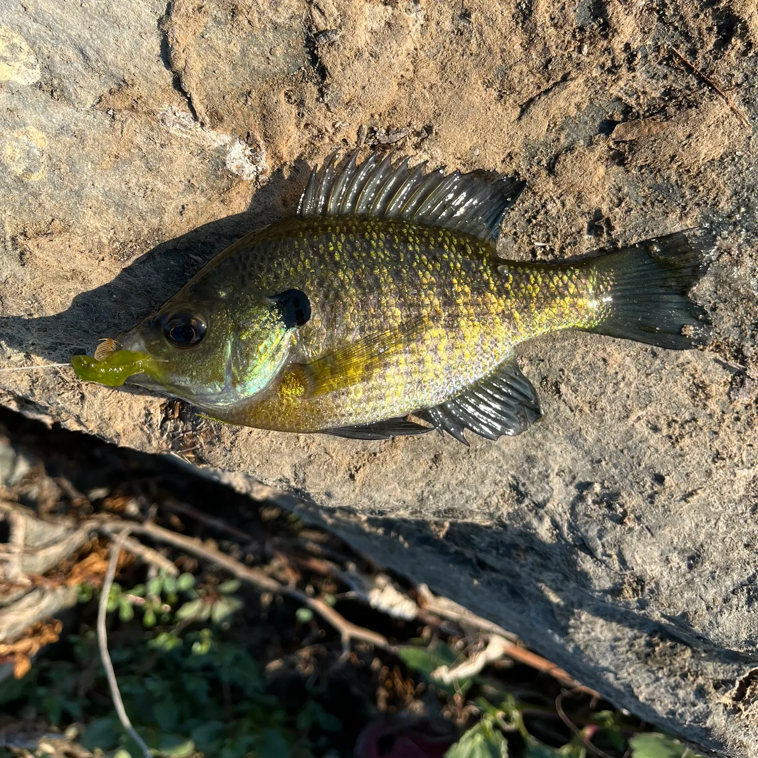 Bluegill caught on Fishbrain