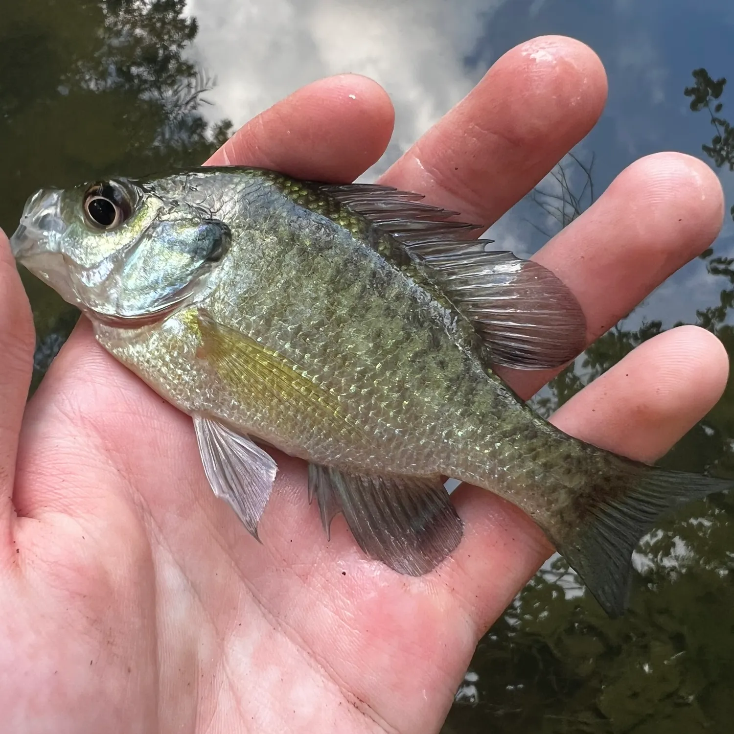Bluegill caught on Fishbrain