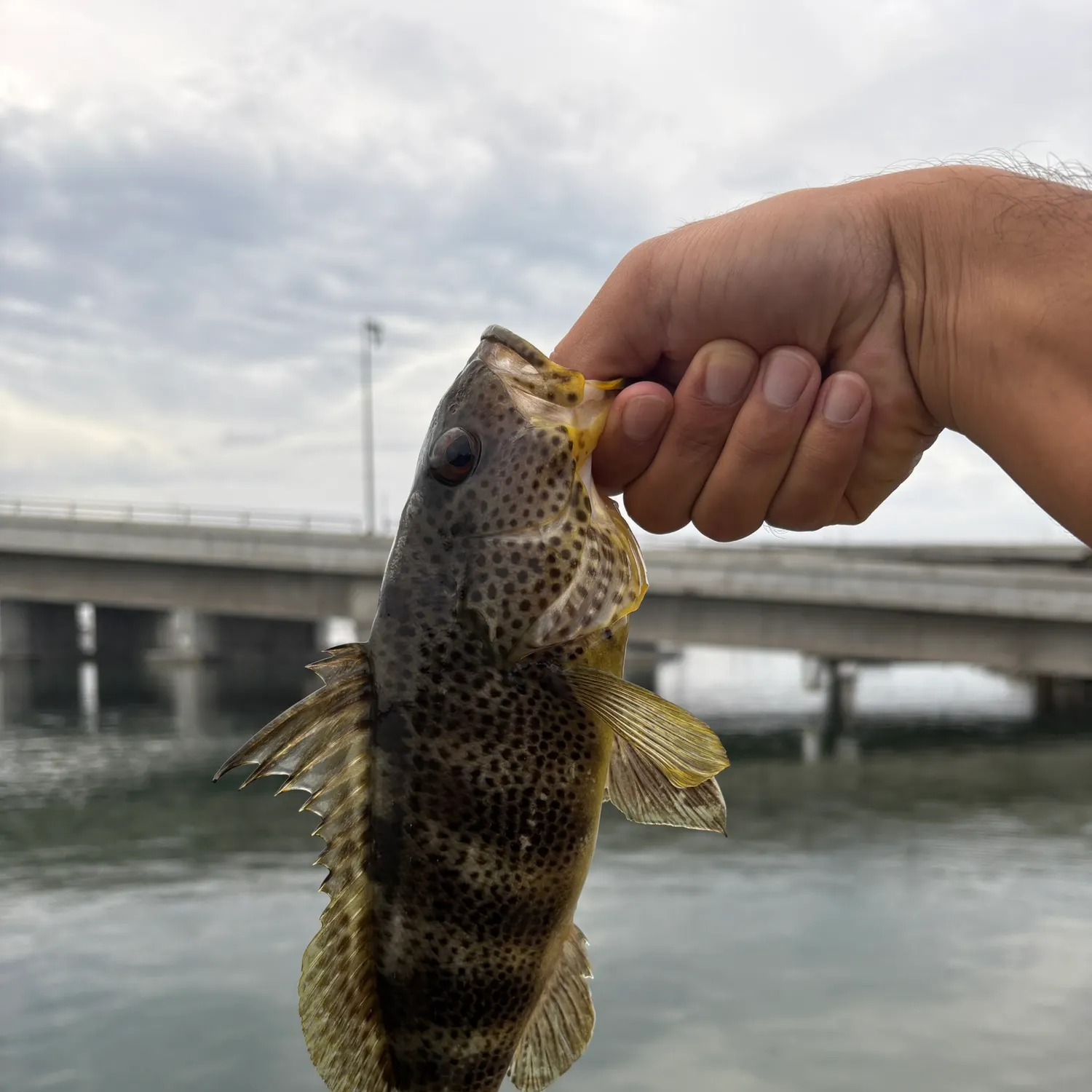 Spotted sand bass caught on Fishbrain