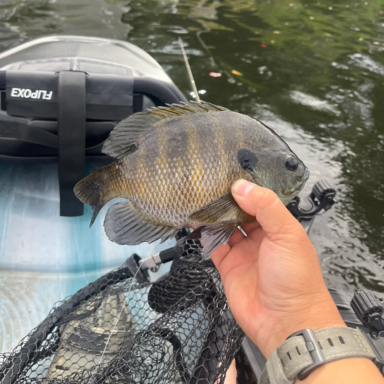 Bluegill caught on Fishbrain