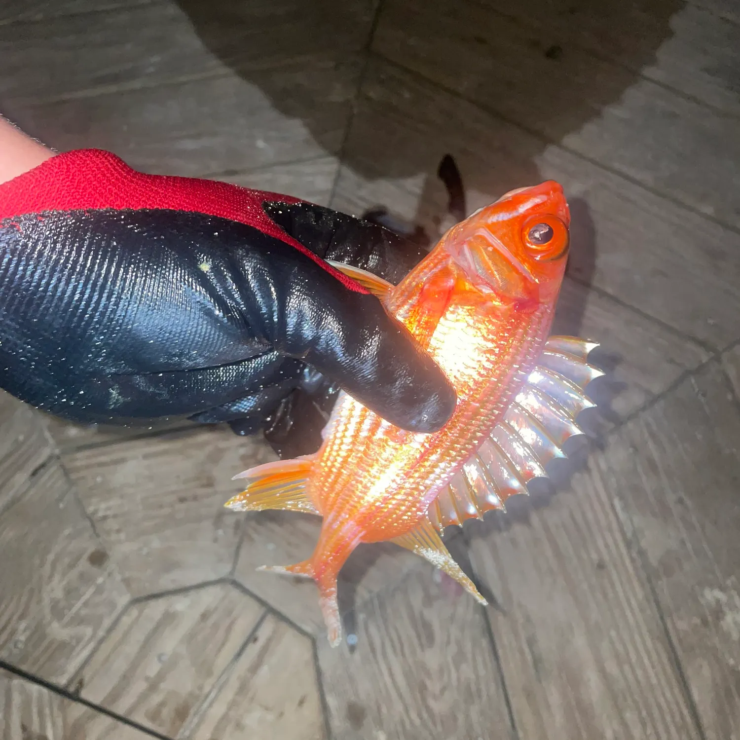 The most recent Common squirrelfish catches on Fishbrain