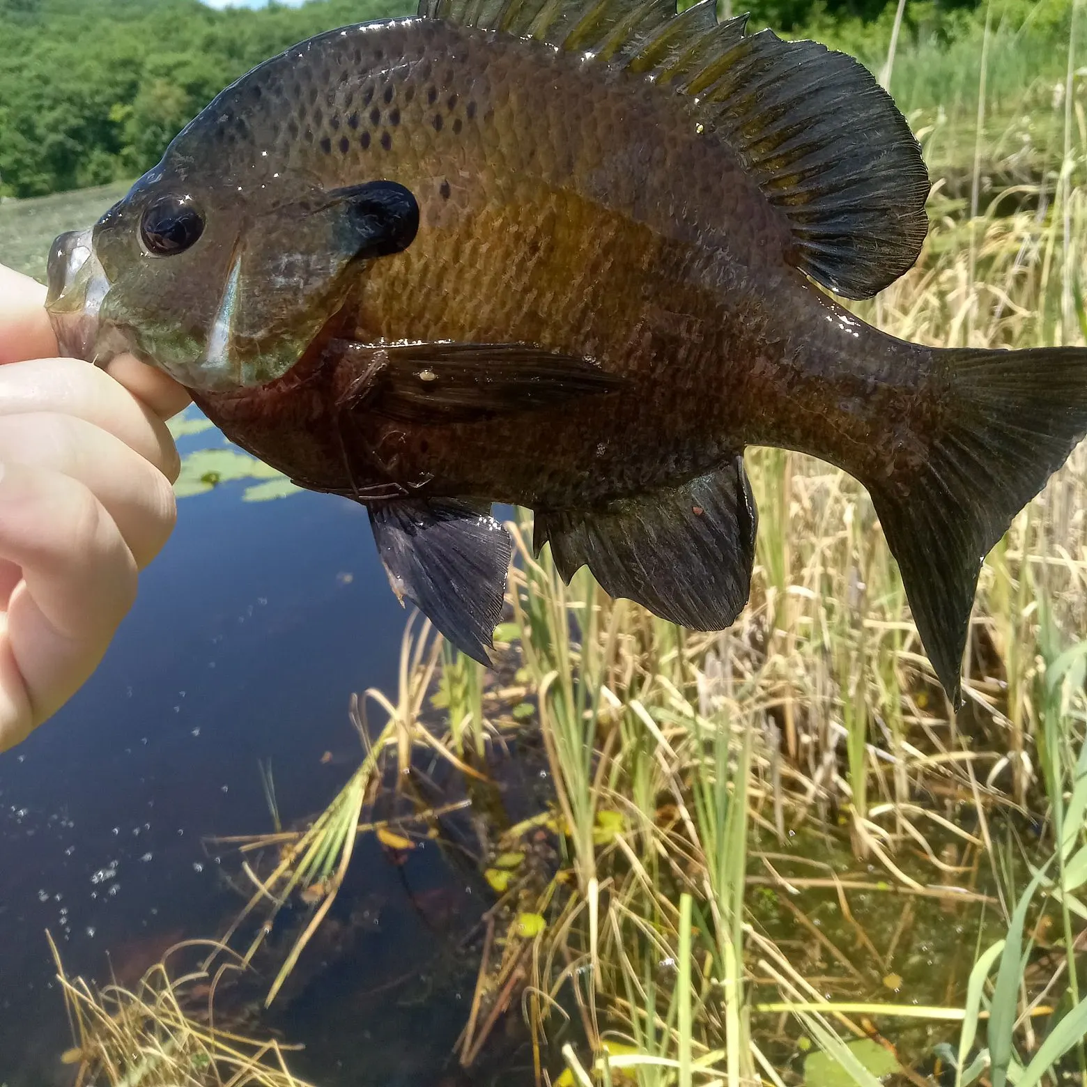 Bluegill caught on Fishbrain