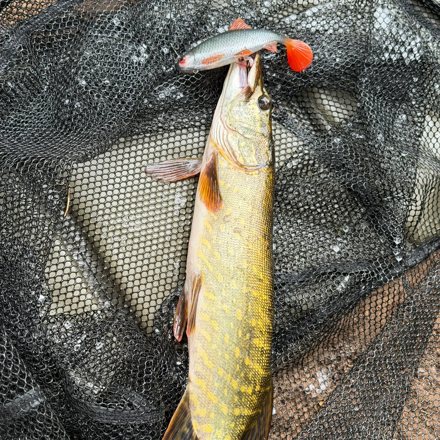 Northern pike caught on Fishbrain