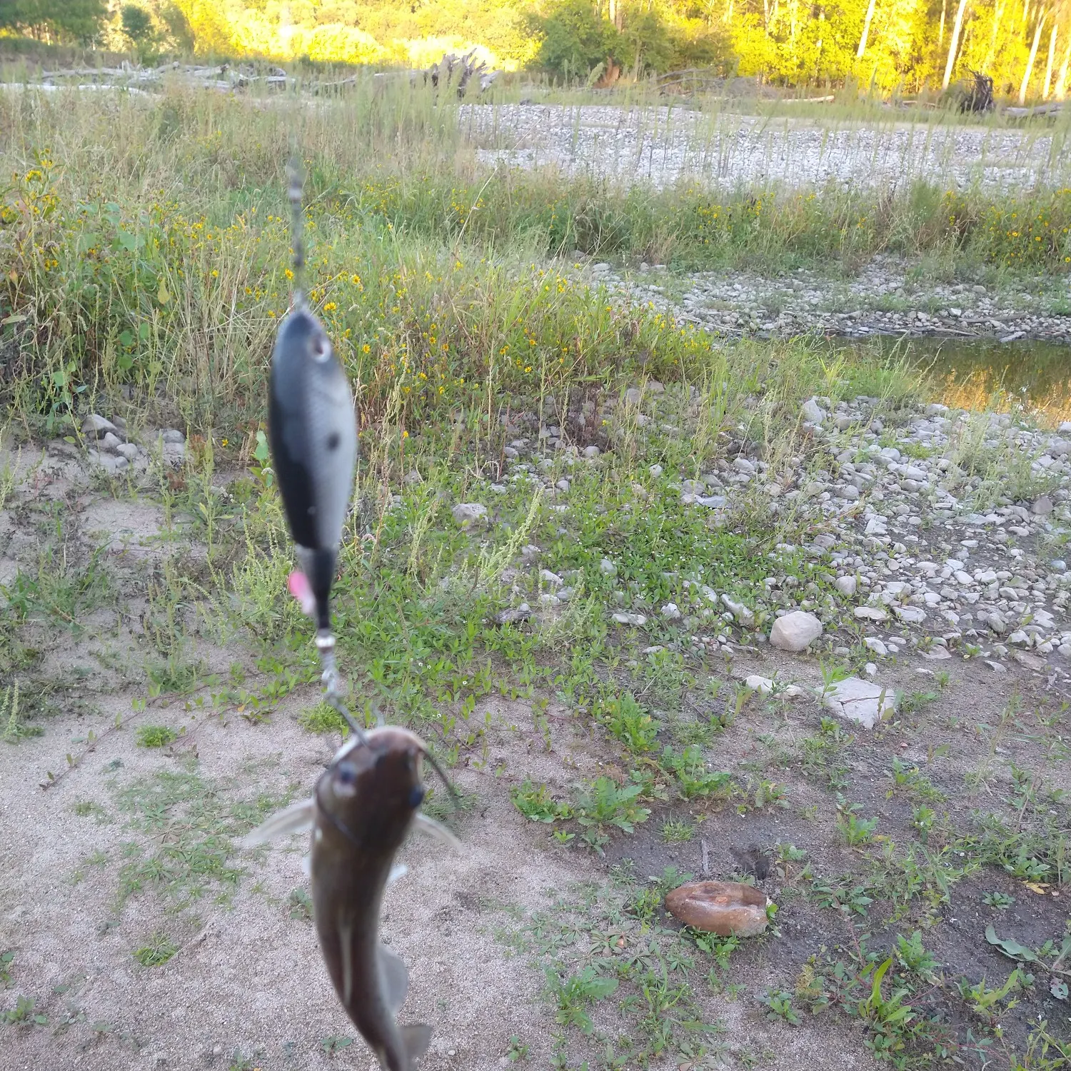 Channel catfish caught on Fishbrain