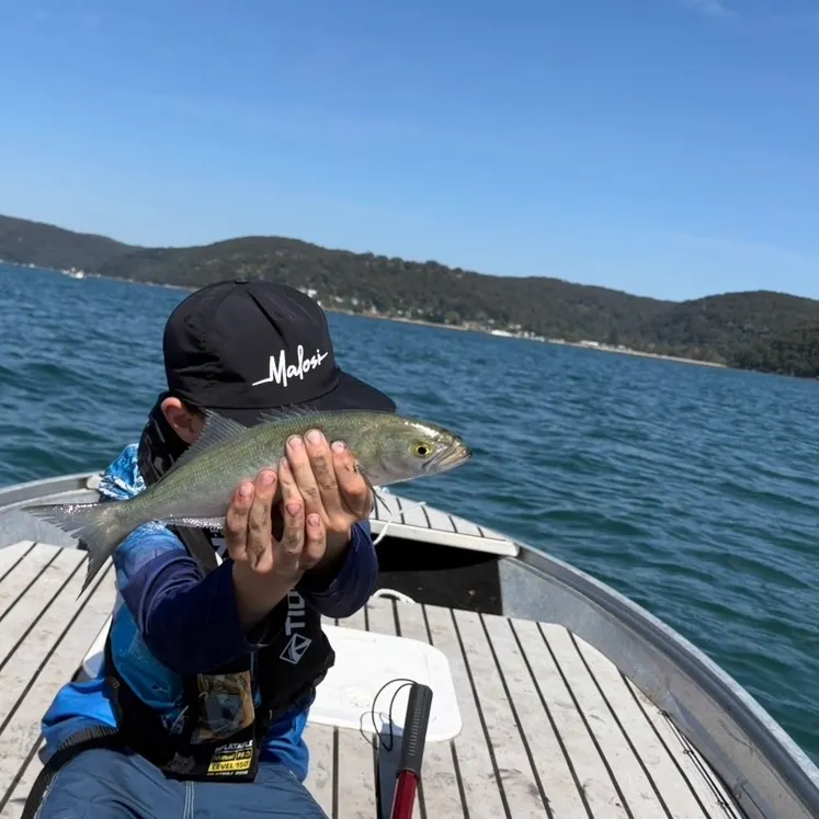 Bluefish caught on Fishbrain