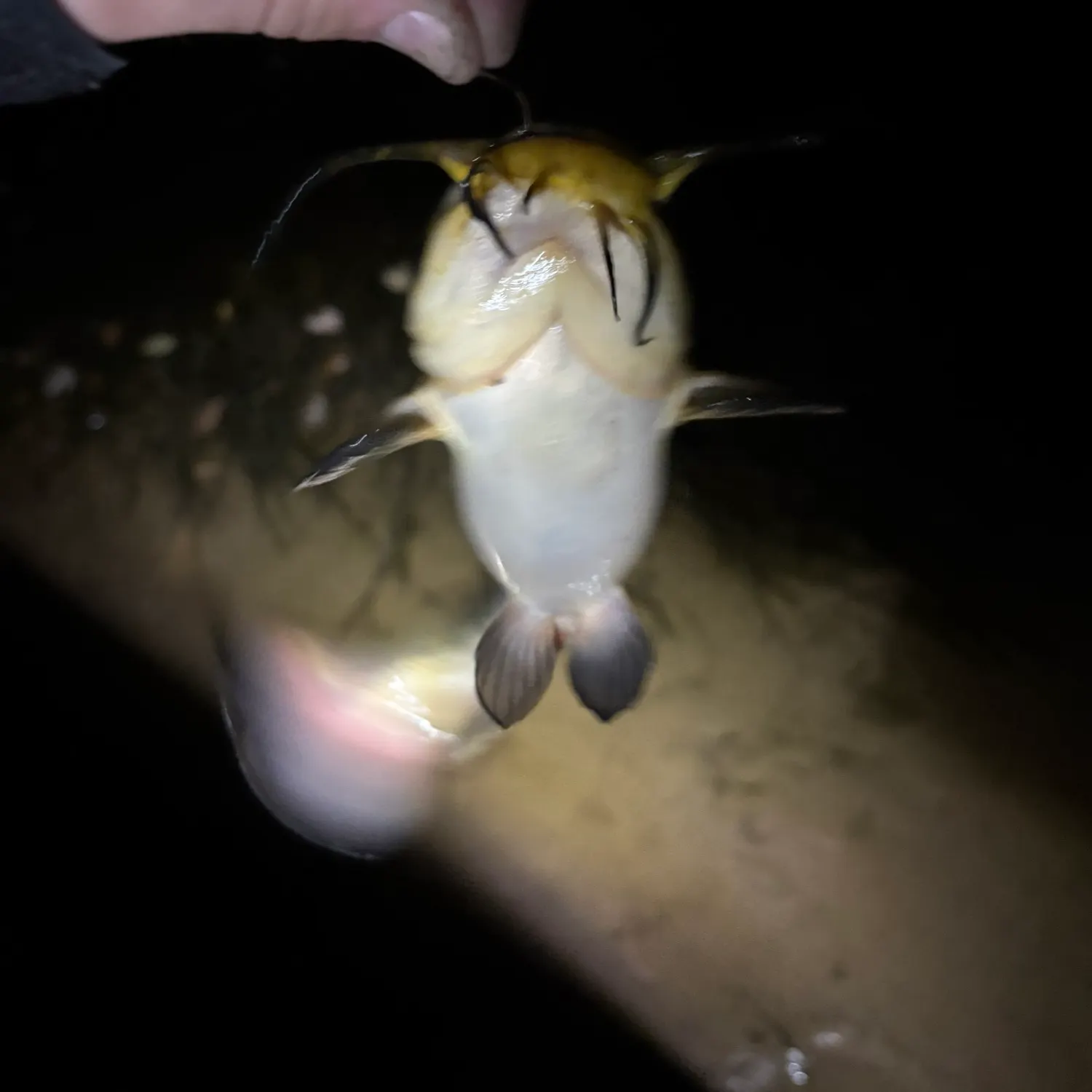 The most recent Brown bullhead catches on Fishbrain