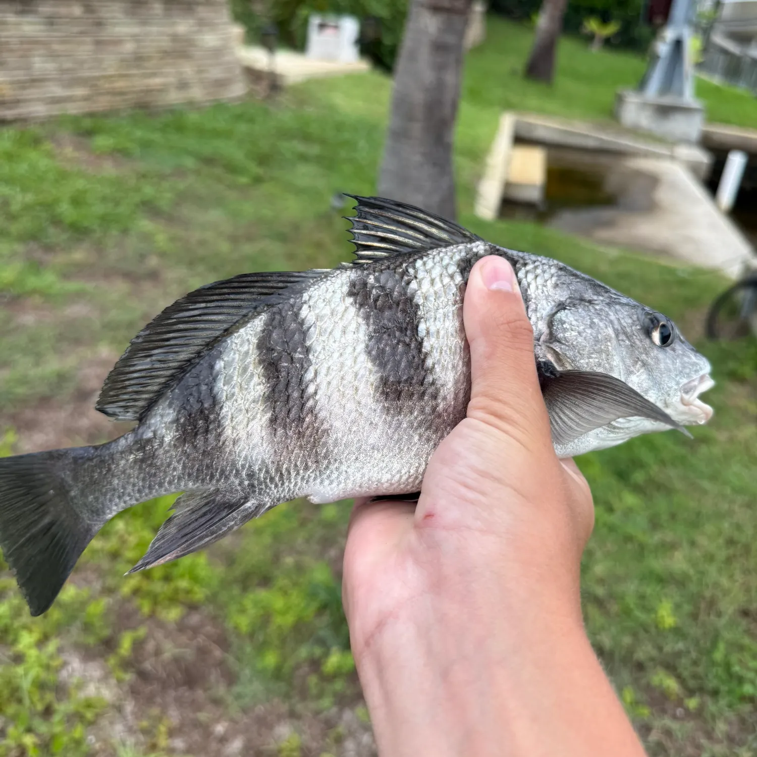Black drum caught on Fishbrain