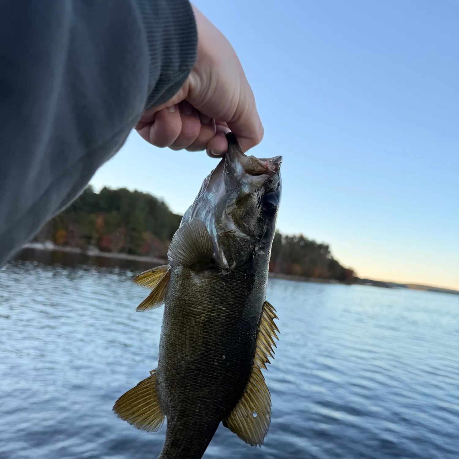 Smallmouth bass caught on Fishbrain