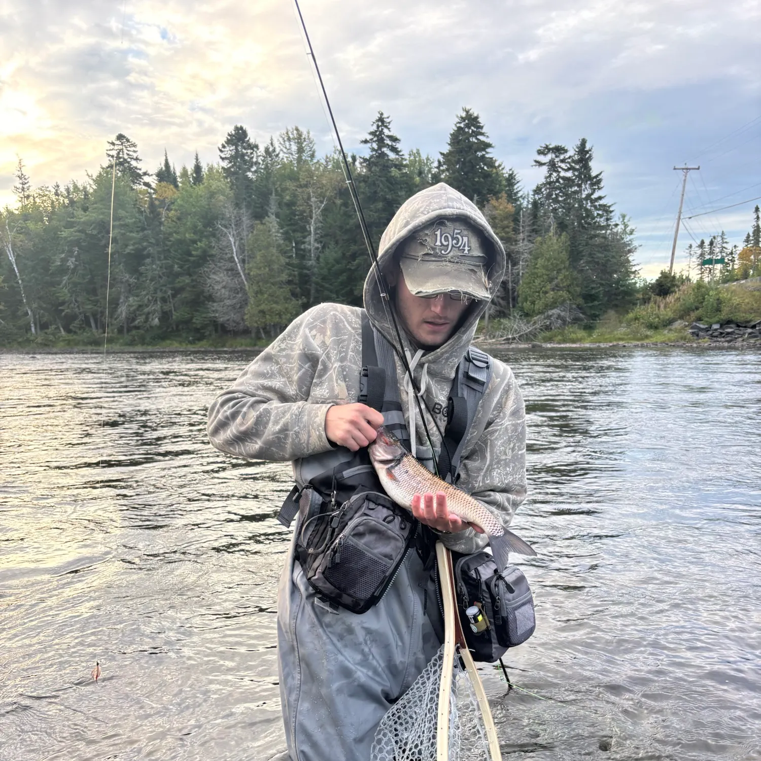 Fallfish caught on Fishbrain