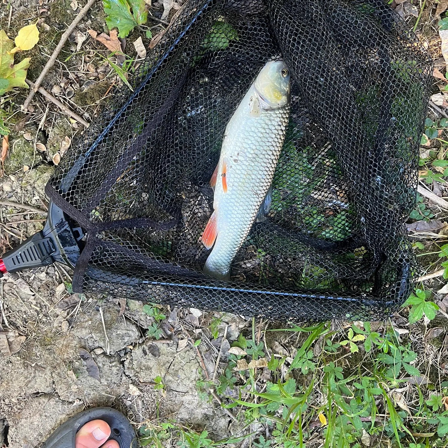European chub caught on Fishbrain