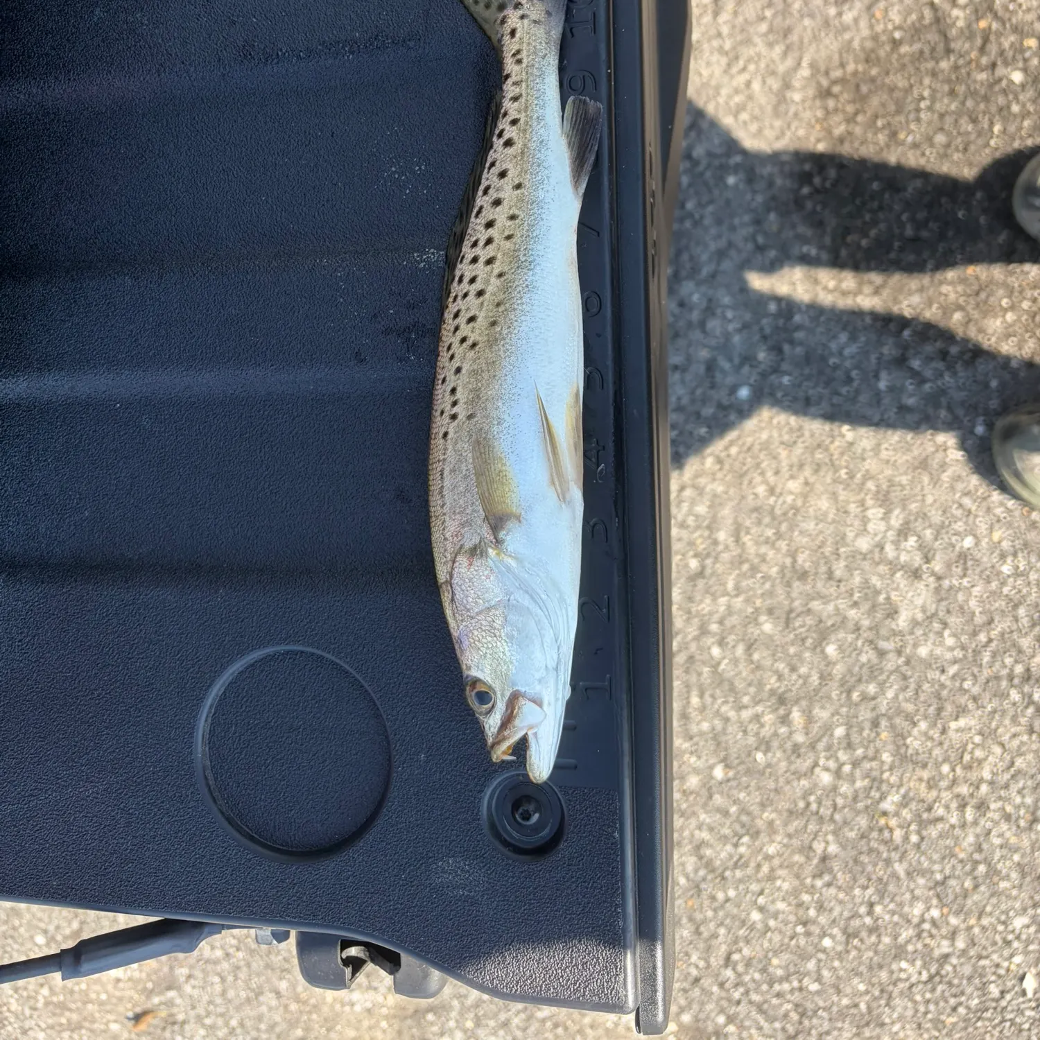 Spotted seatrout caught on Fishbrain