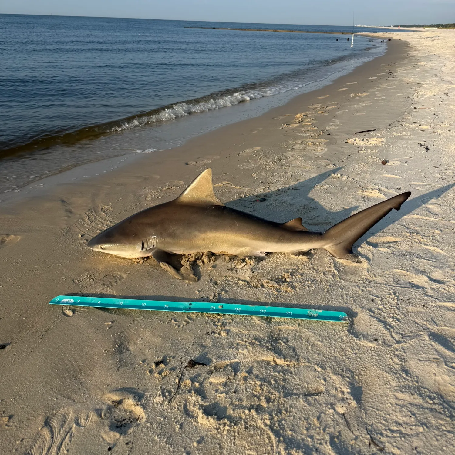 The most recent Bull shark catches on Fishbrain