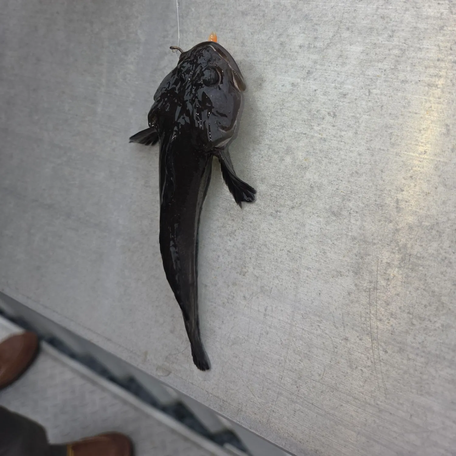The most recent Buffalo sculpin catches on Fishbrain