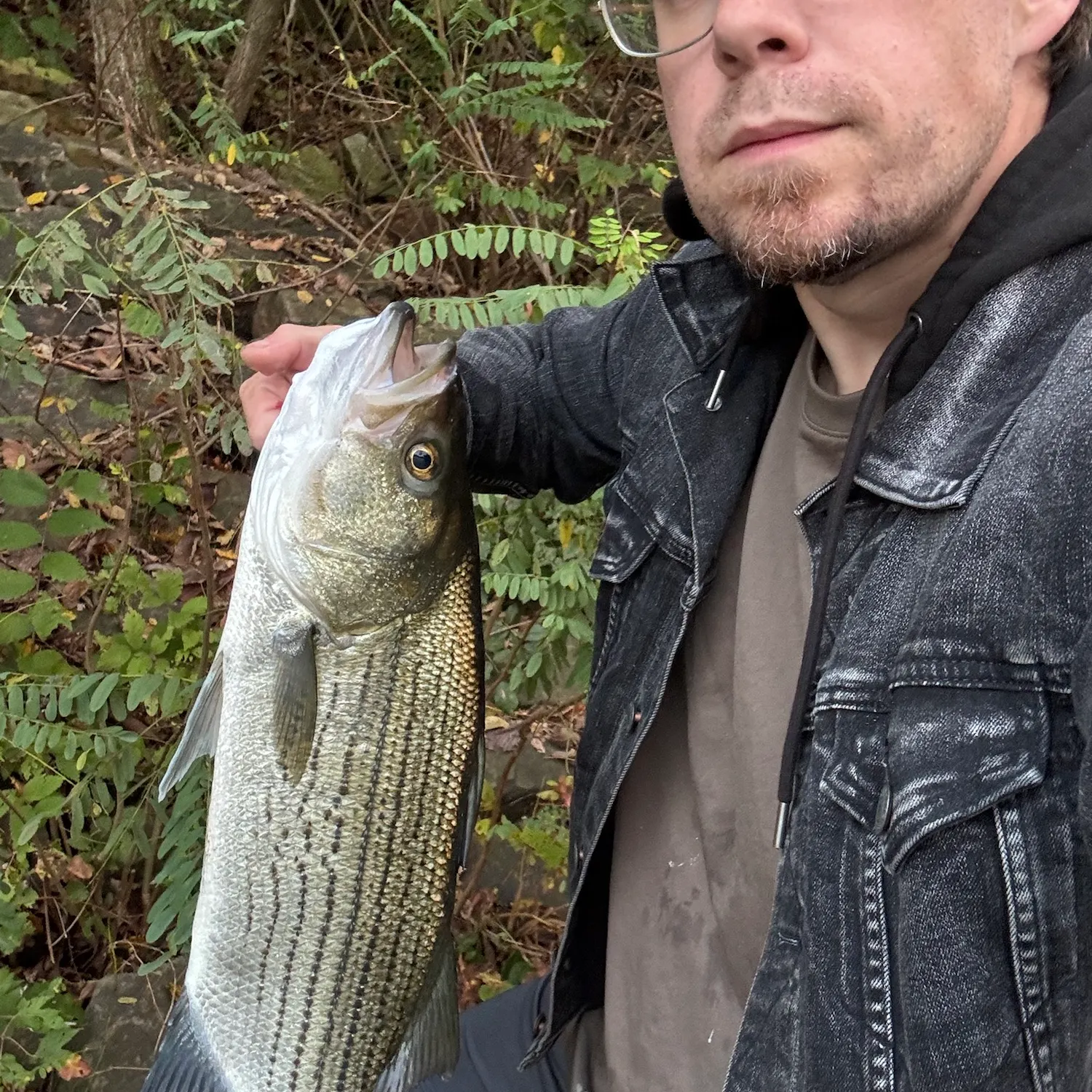 Wiper caught on Fishbrain