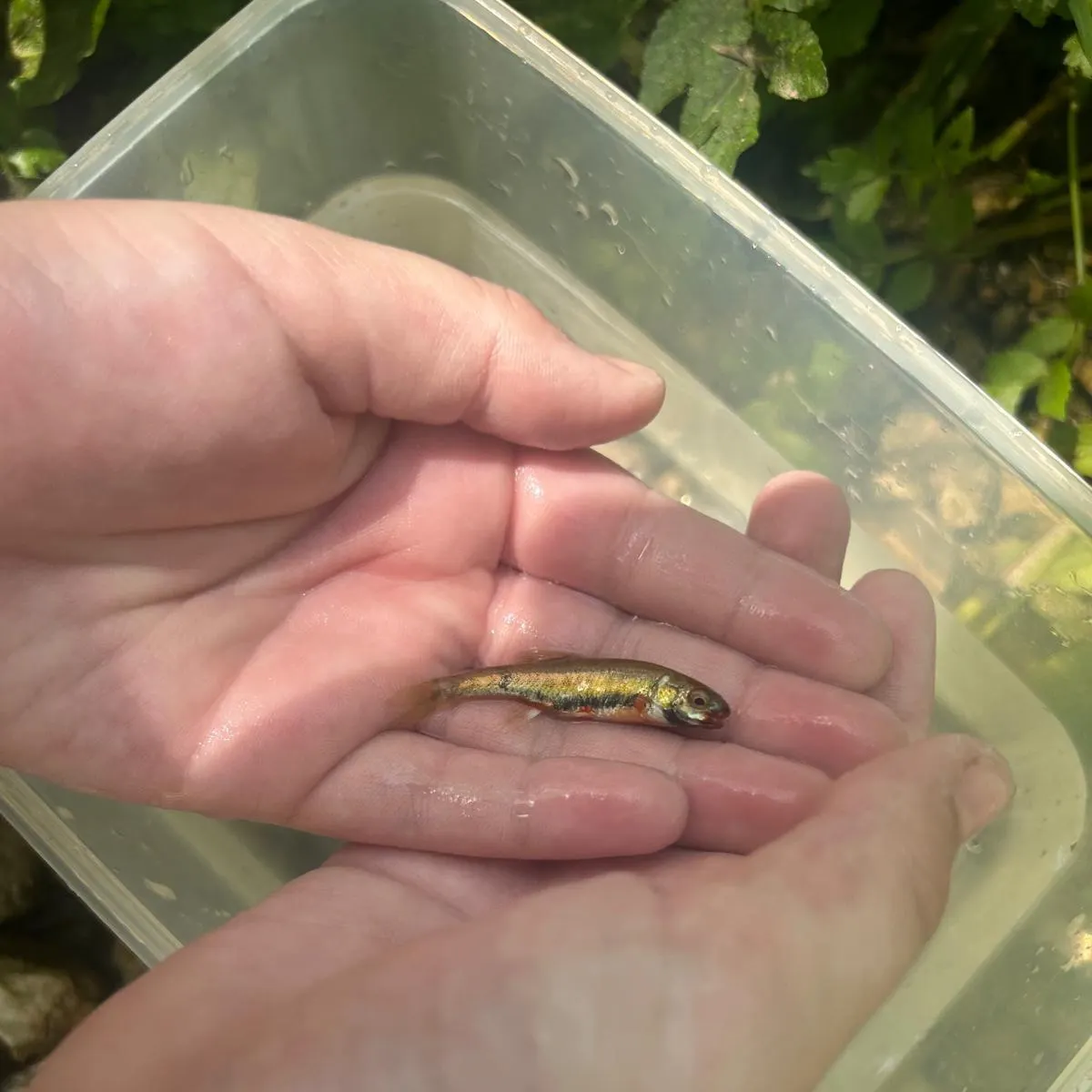 The most recent European chub catches on Fishbrain