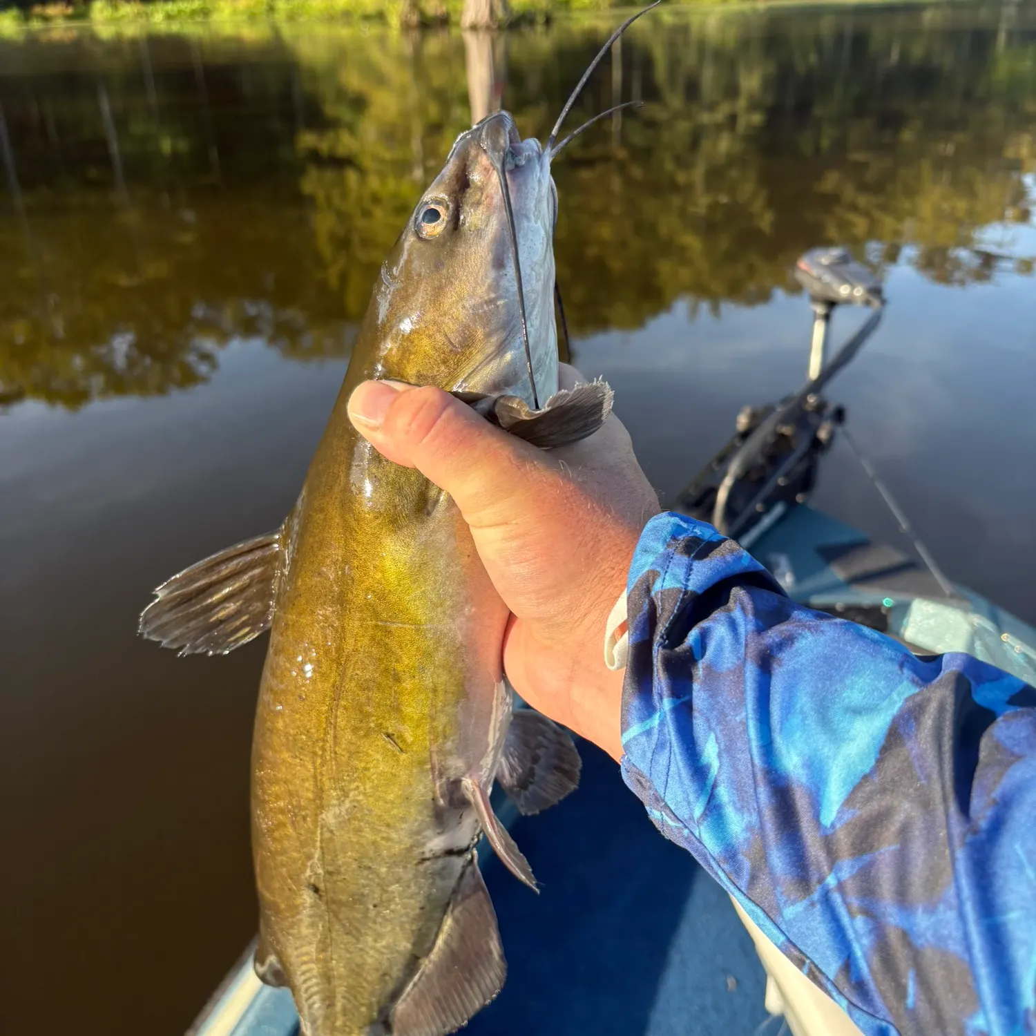 Fish caught on Fishbrain