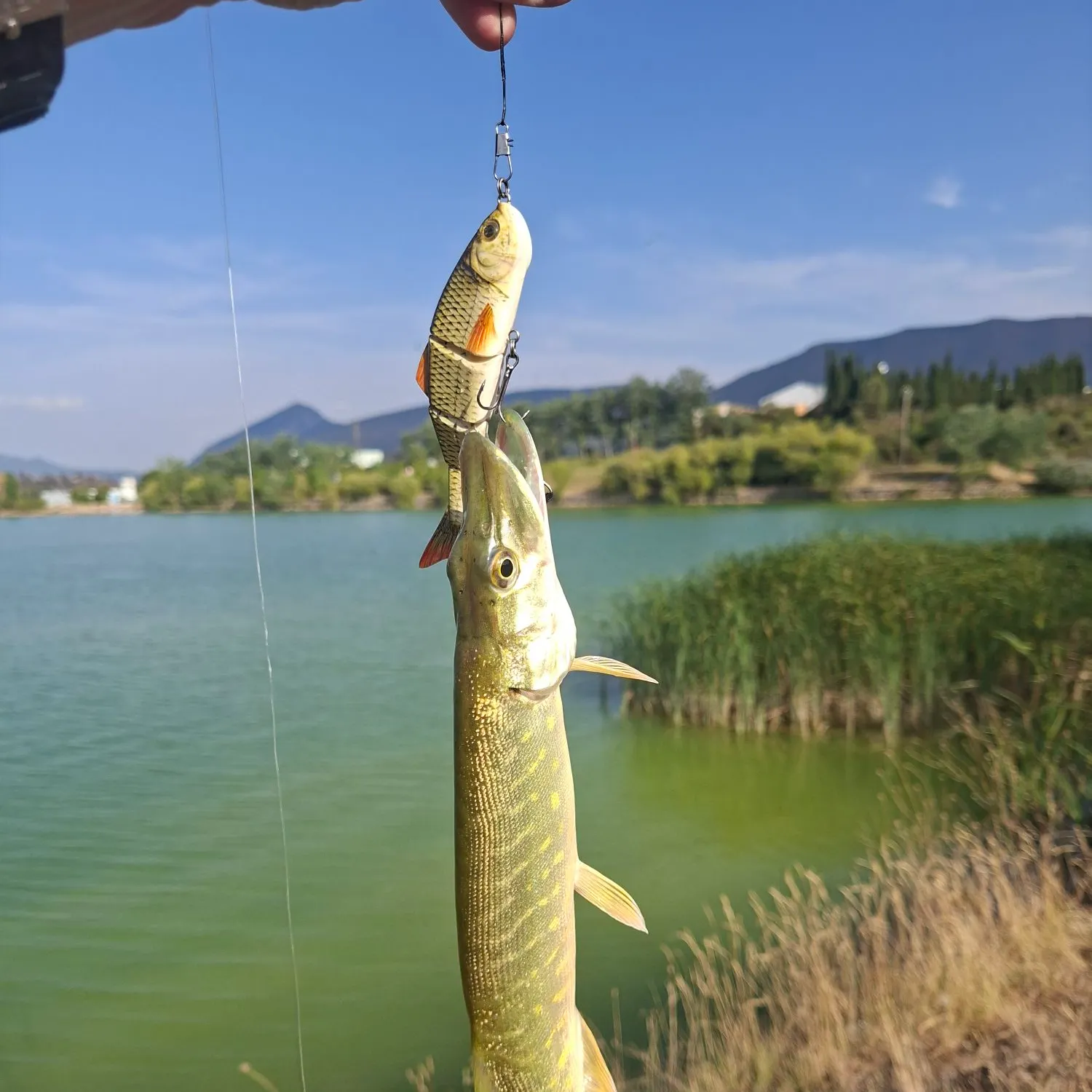 The most recent Northern pike catches on Fishbrain