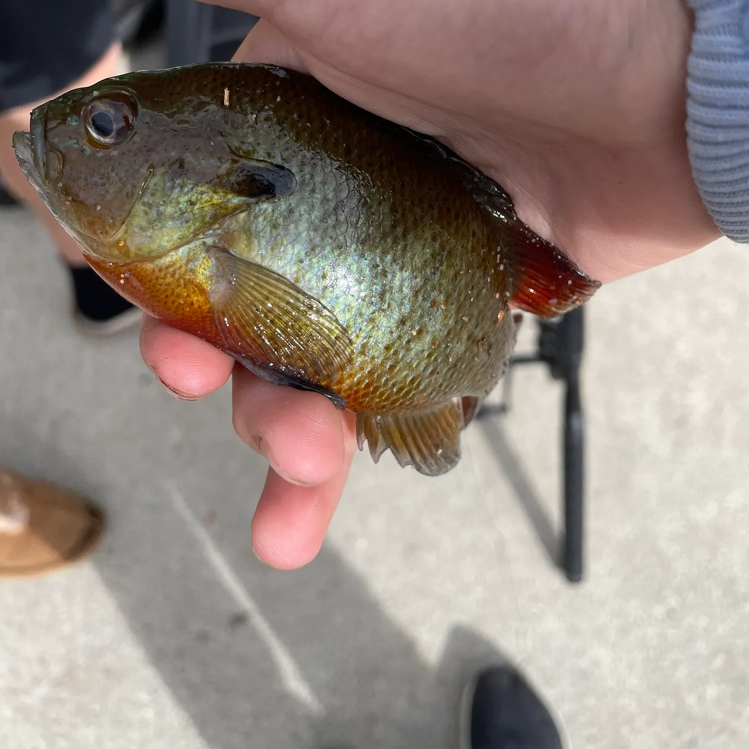 Redbreast sunfish caught on Fishbrain