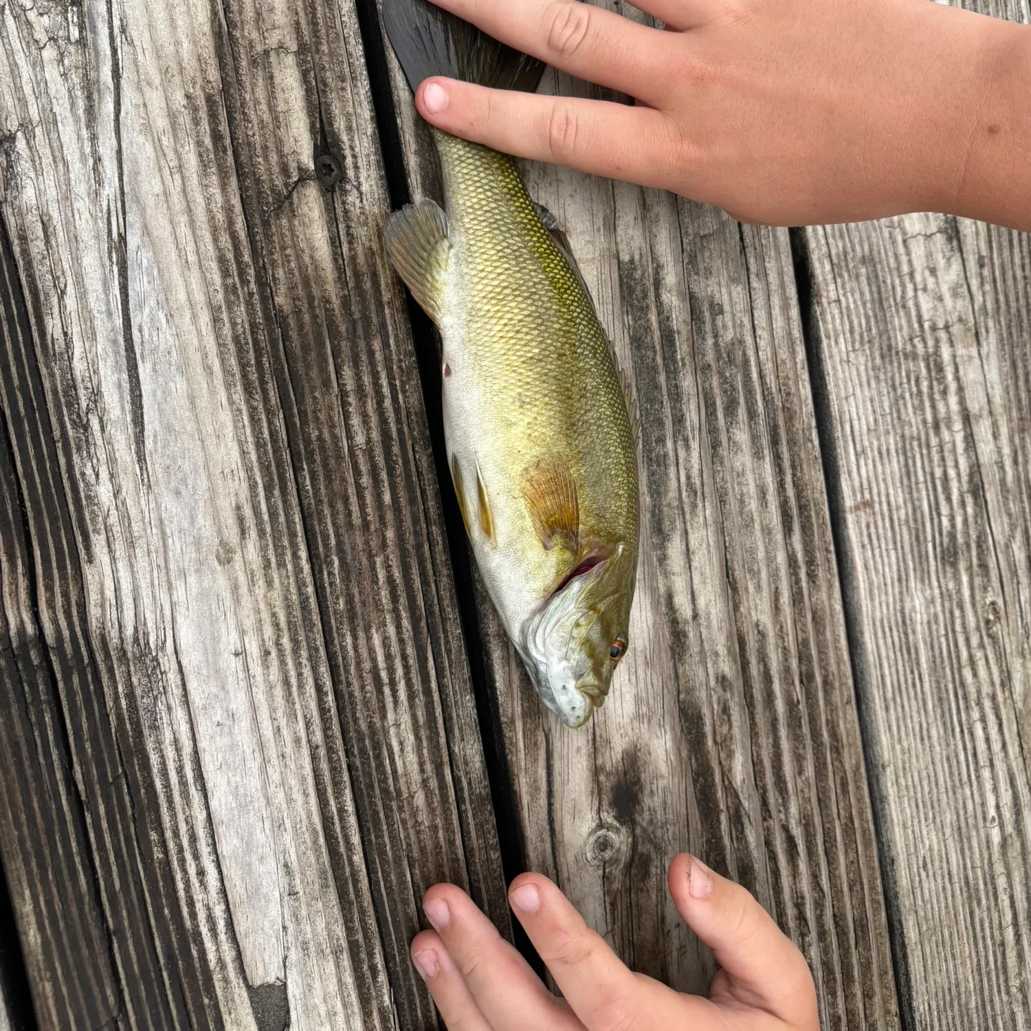 Smallmouth bass caught on Fishbrain