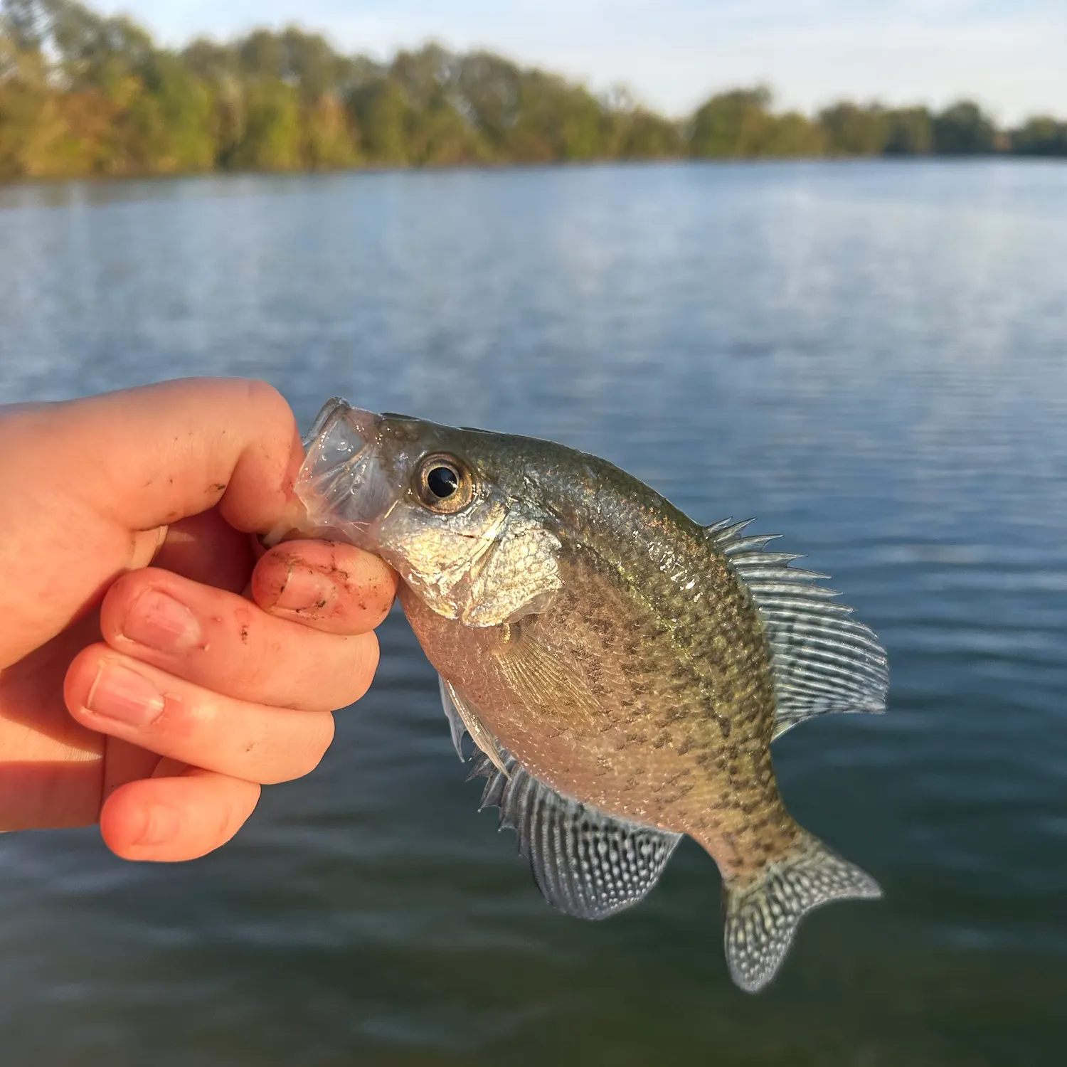 White crappie caught on Fishbrain