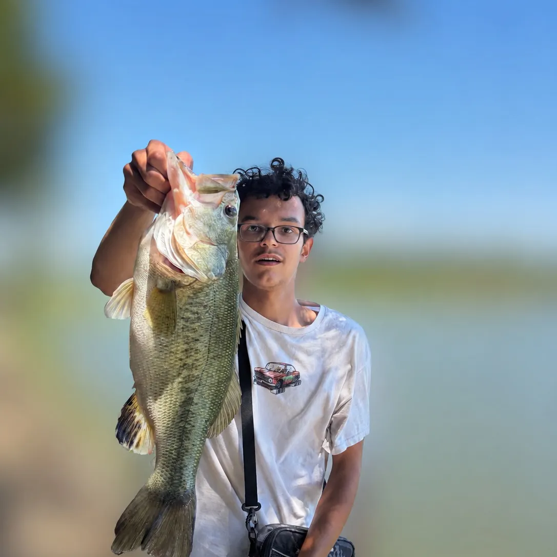 The most recent Largemouth bass catches on Fishbrain