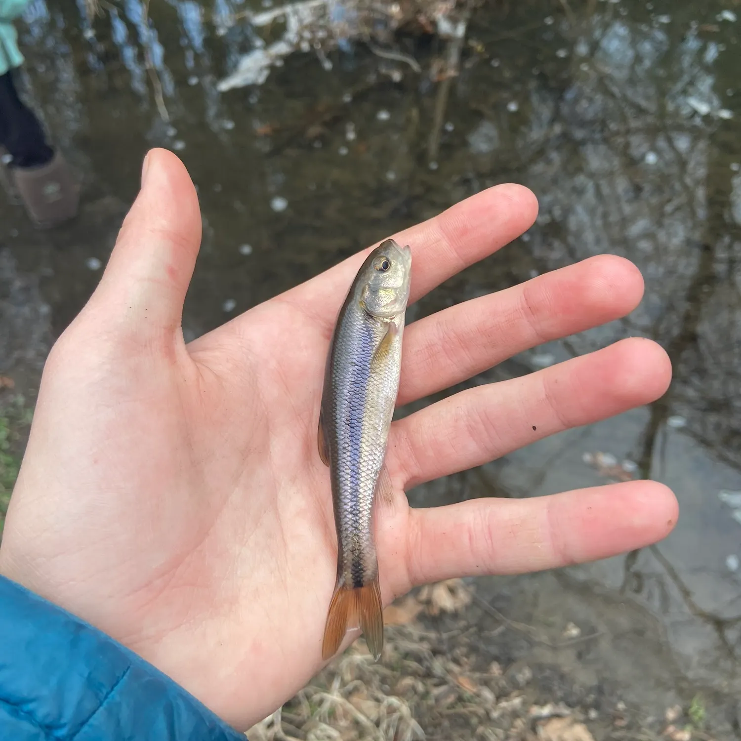 The most recent Creek chub catches on Fishbrain