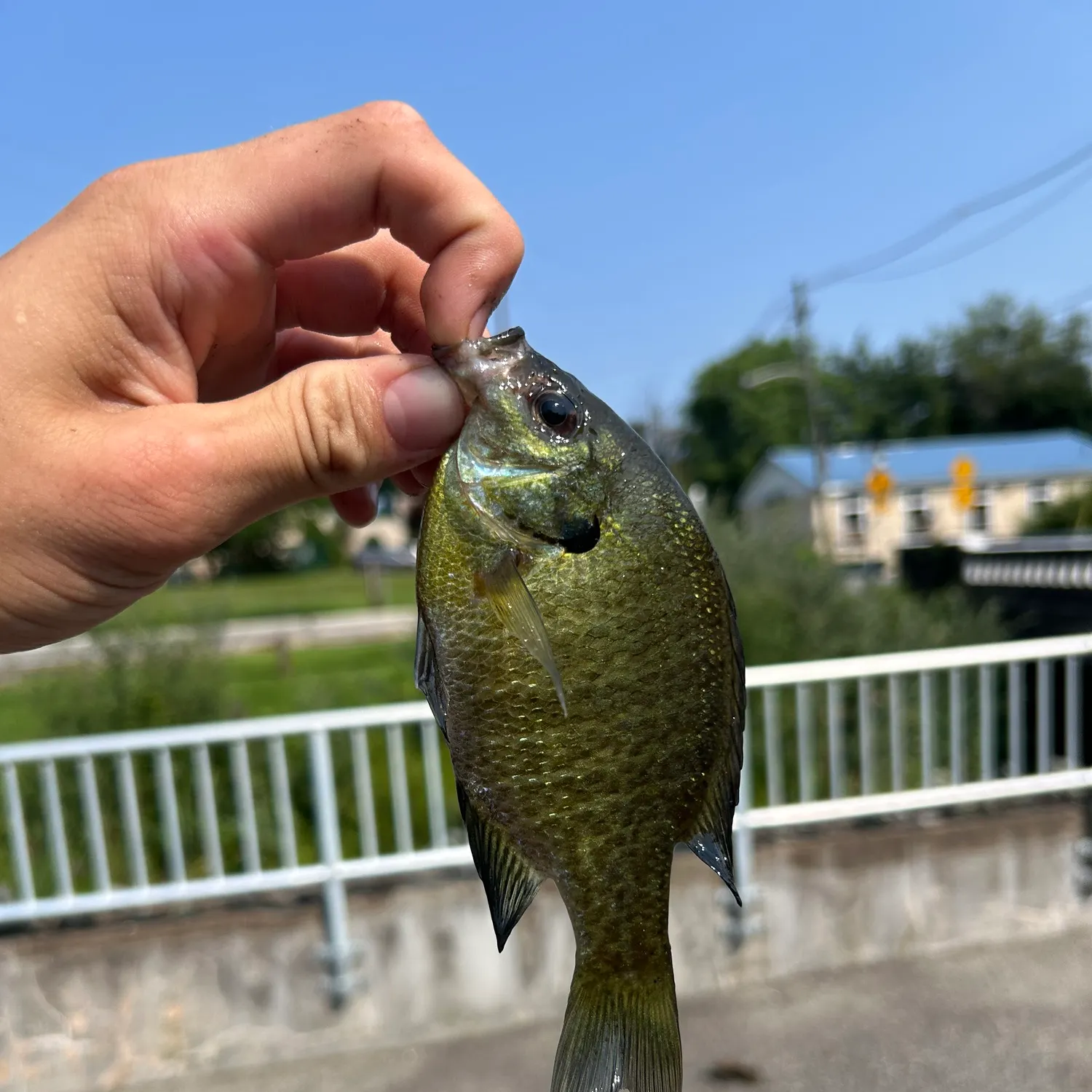 Bluegill caught on Fishbrain