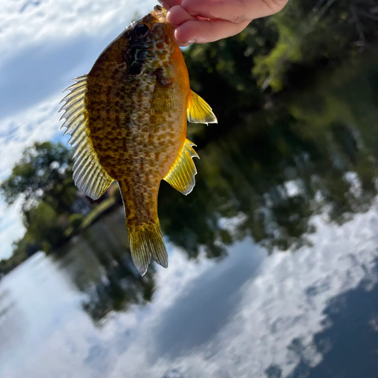 Pumpkinseed caught on Fishbrain