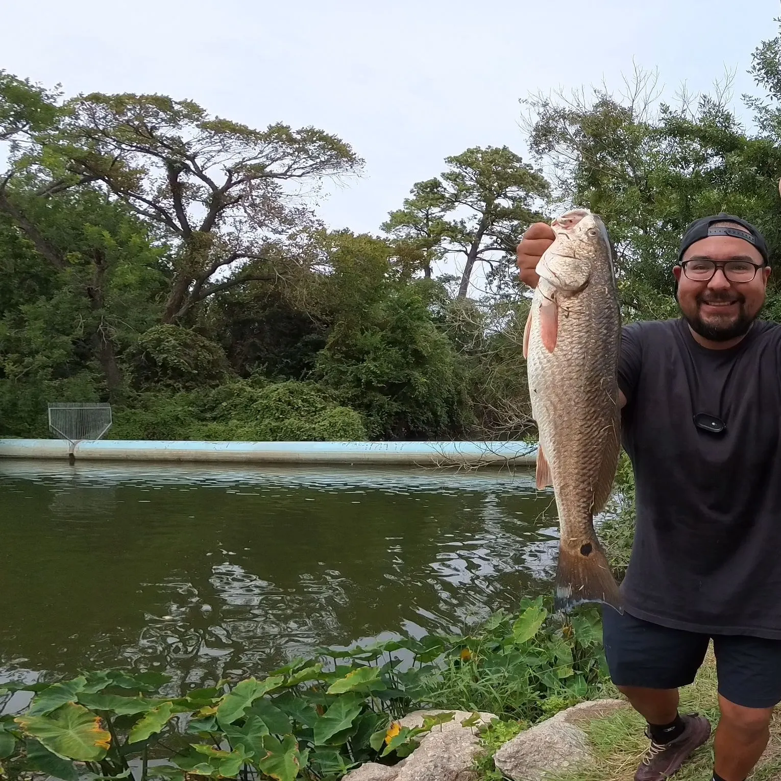 Red drum caught on Fishbrain
