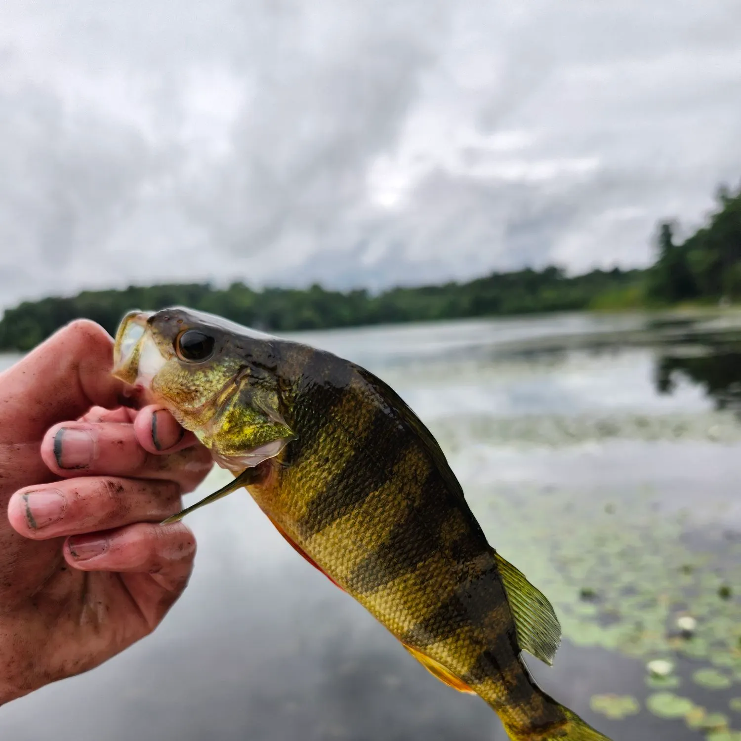 Yellow perch caught on Fishbrain