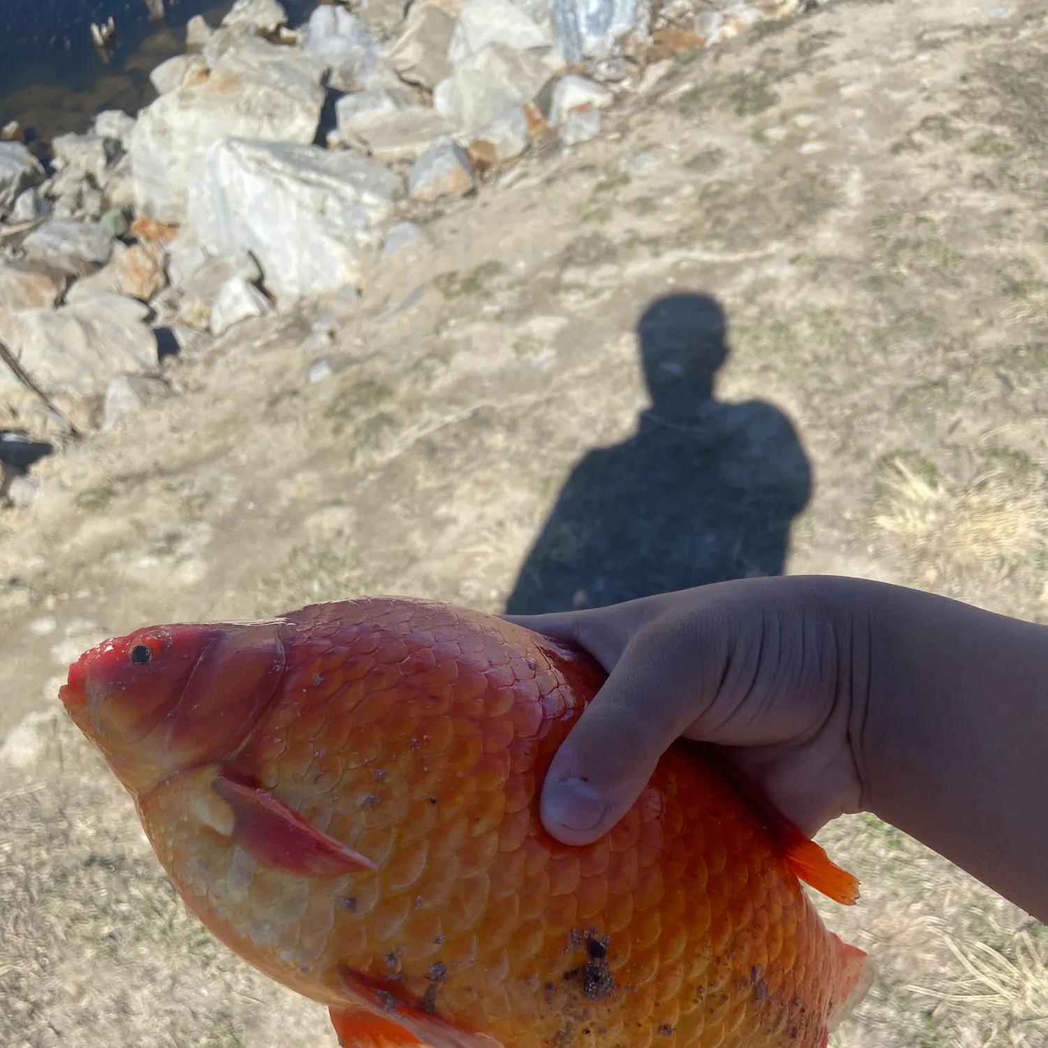 The most recent Goldfish catches on Fishbrain