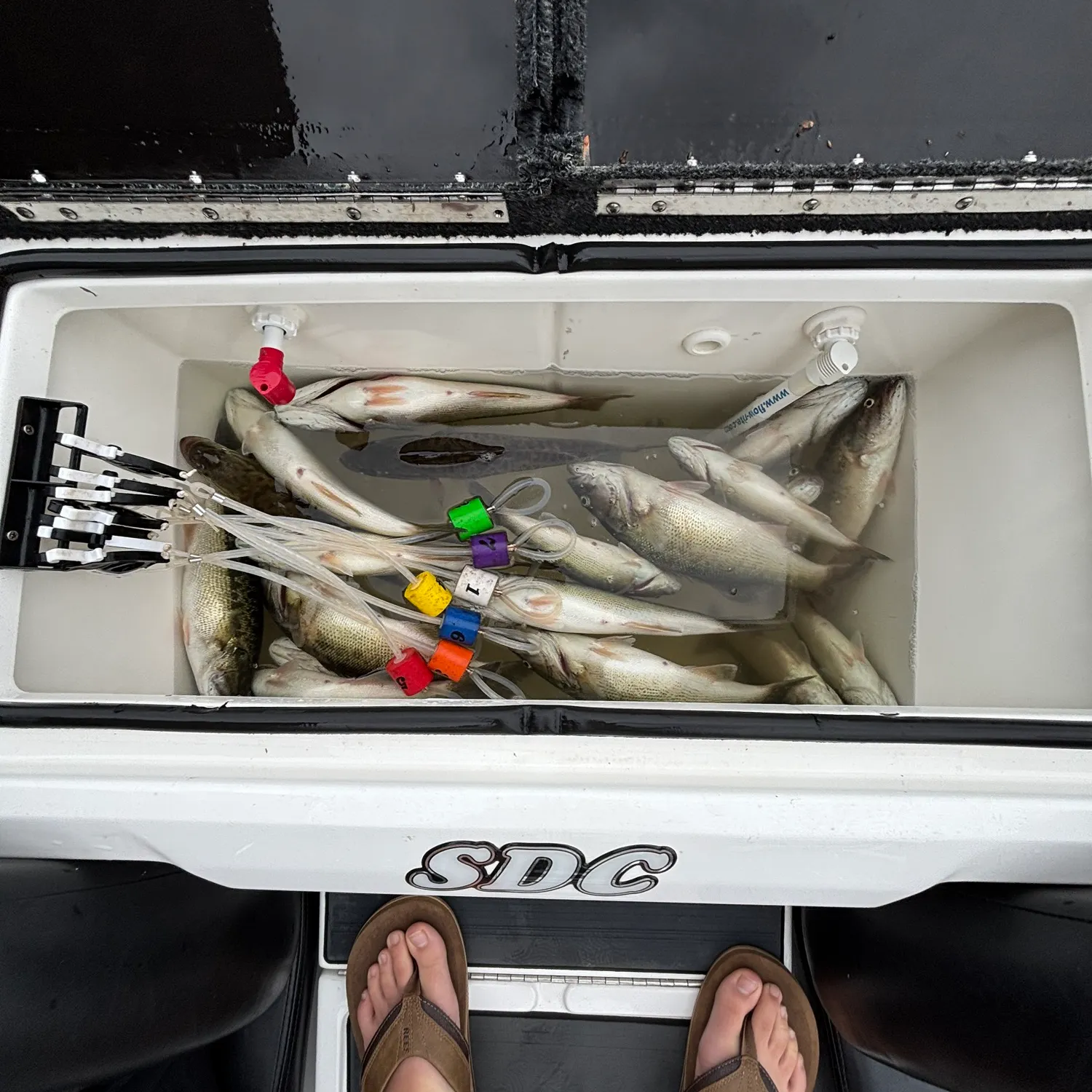 recently logged catches