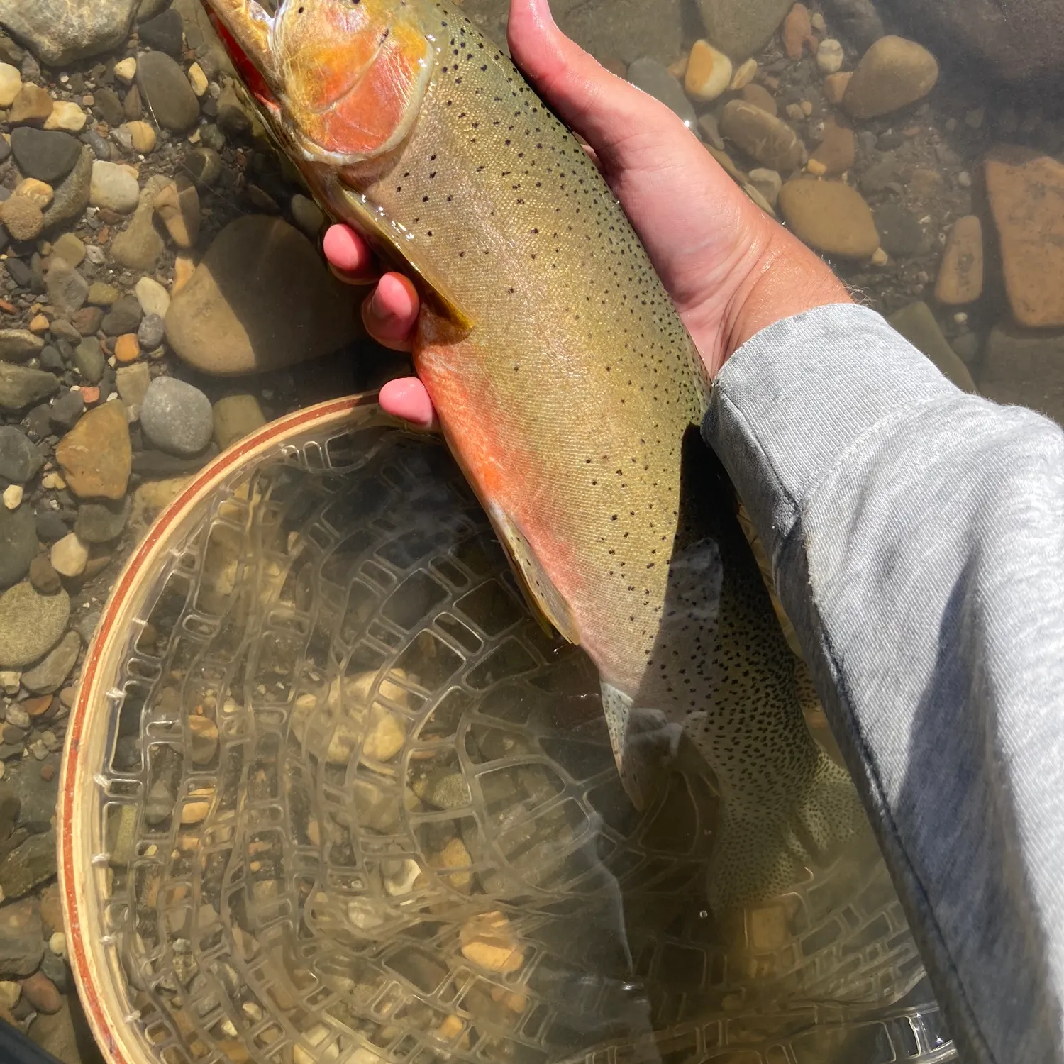 The most recent Westlope cutthroat trout catches on Fishbrain