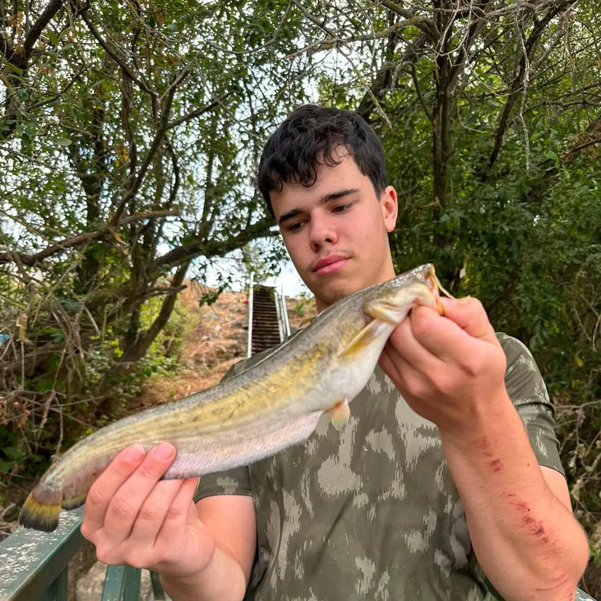 Wels catfish caught on Fishbrain