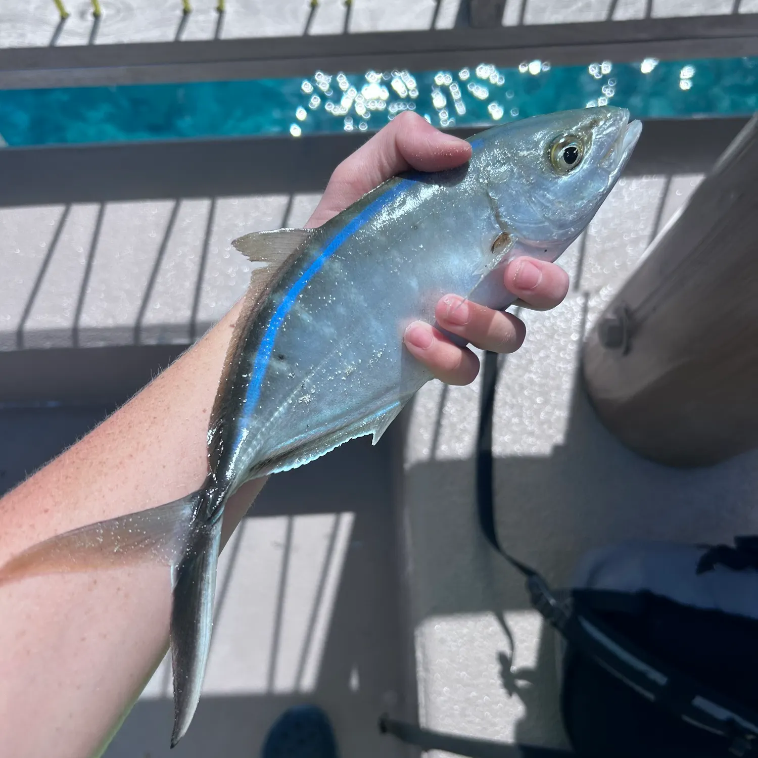 The most recent Bar jack catches on Fishbrain