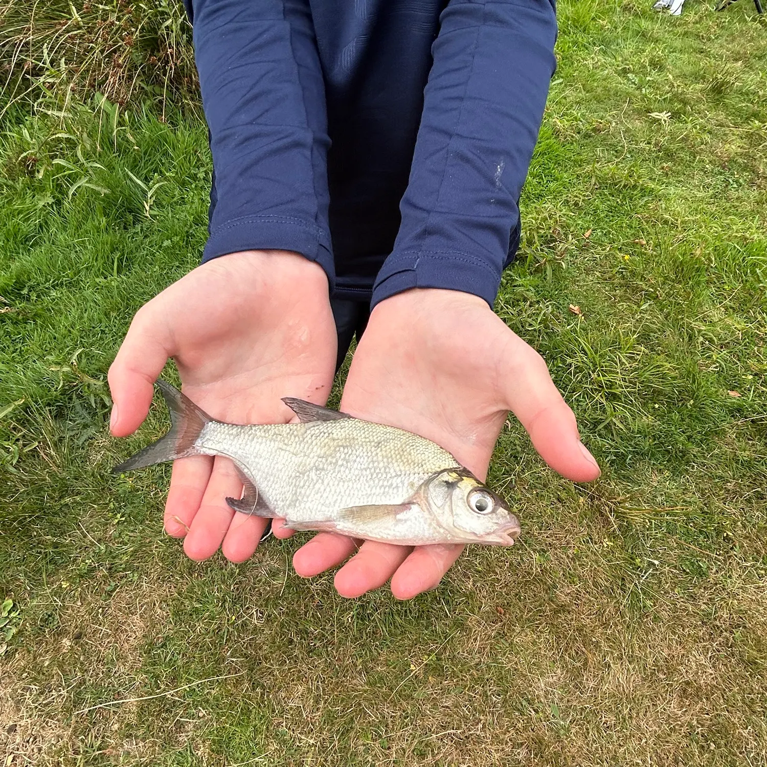 Common bream caught on Fishbrain