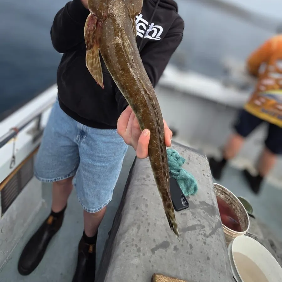 The most recent Blue-spotted flathead catches on Fishbrain