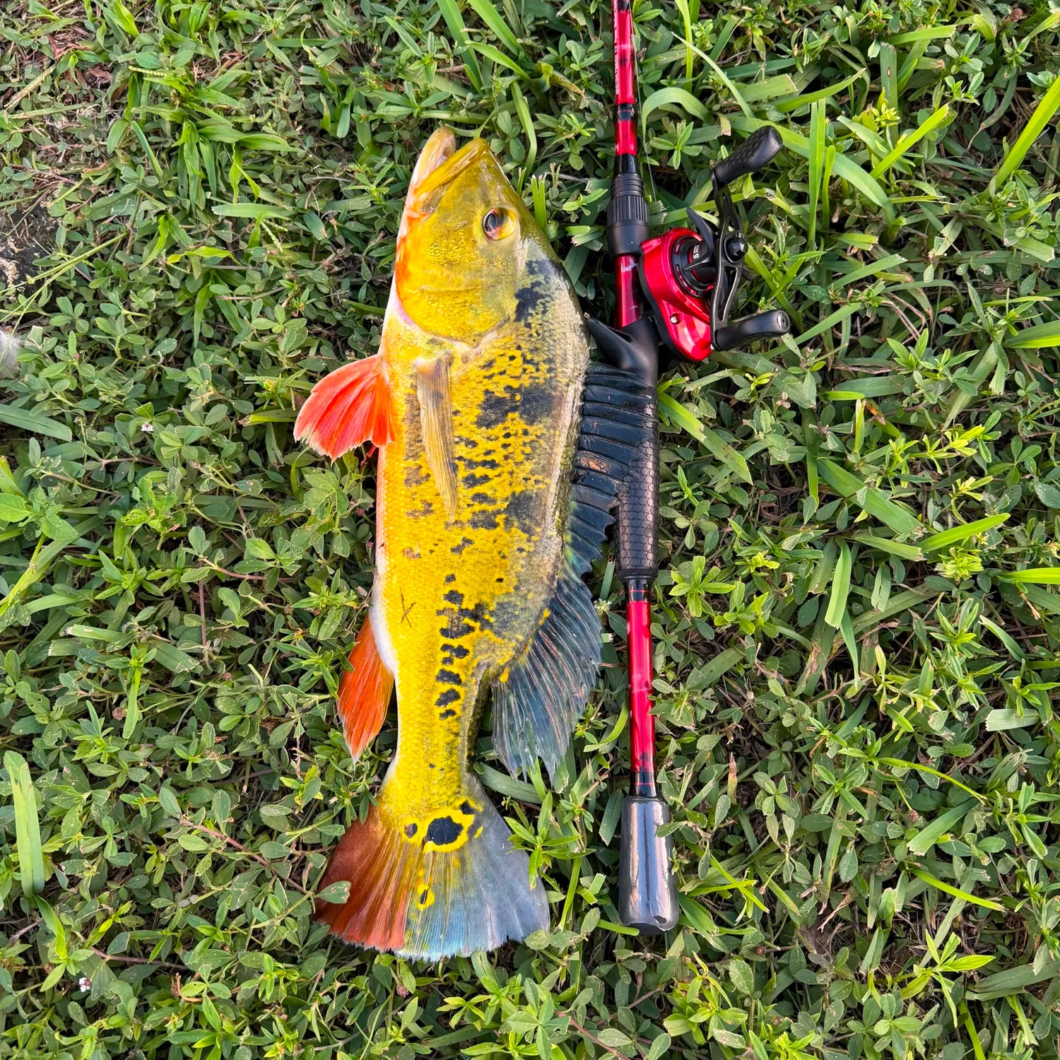 Butterfly peacock bass caught on Fishbrain