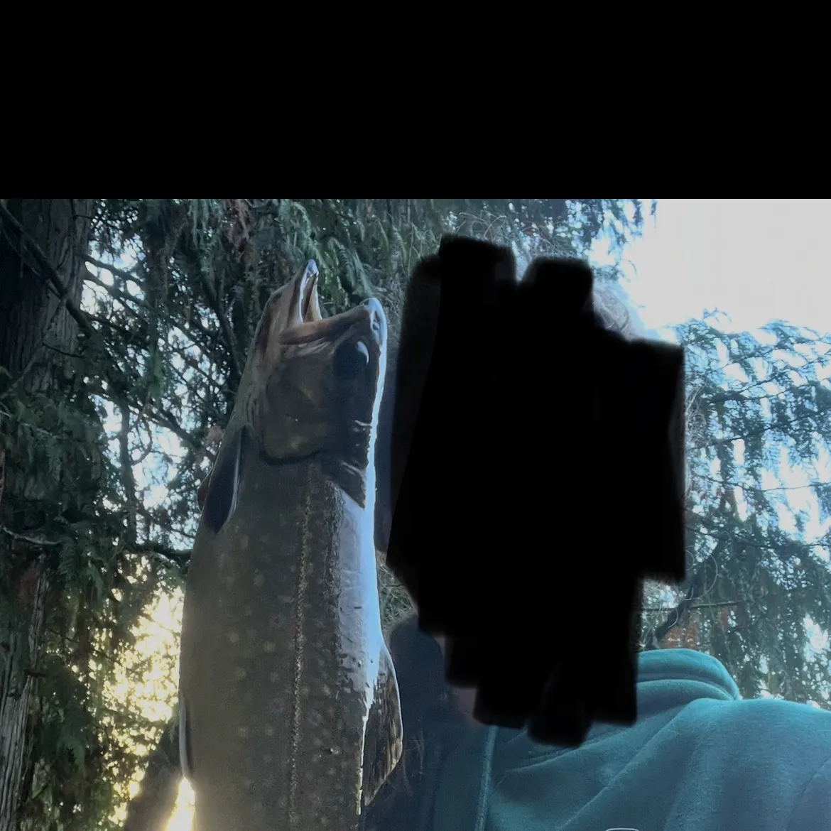 Brook trout caught on Fishbrain